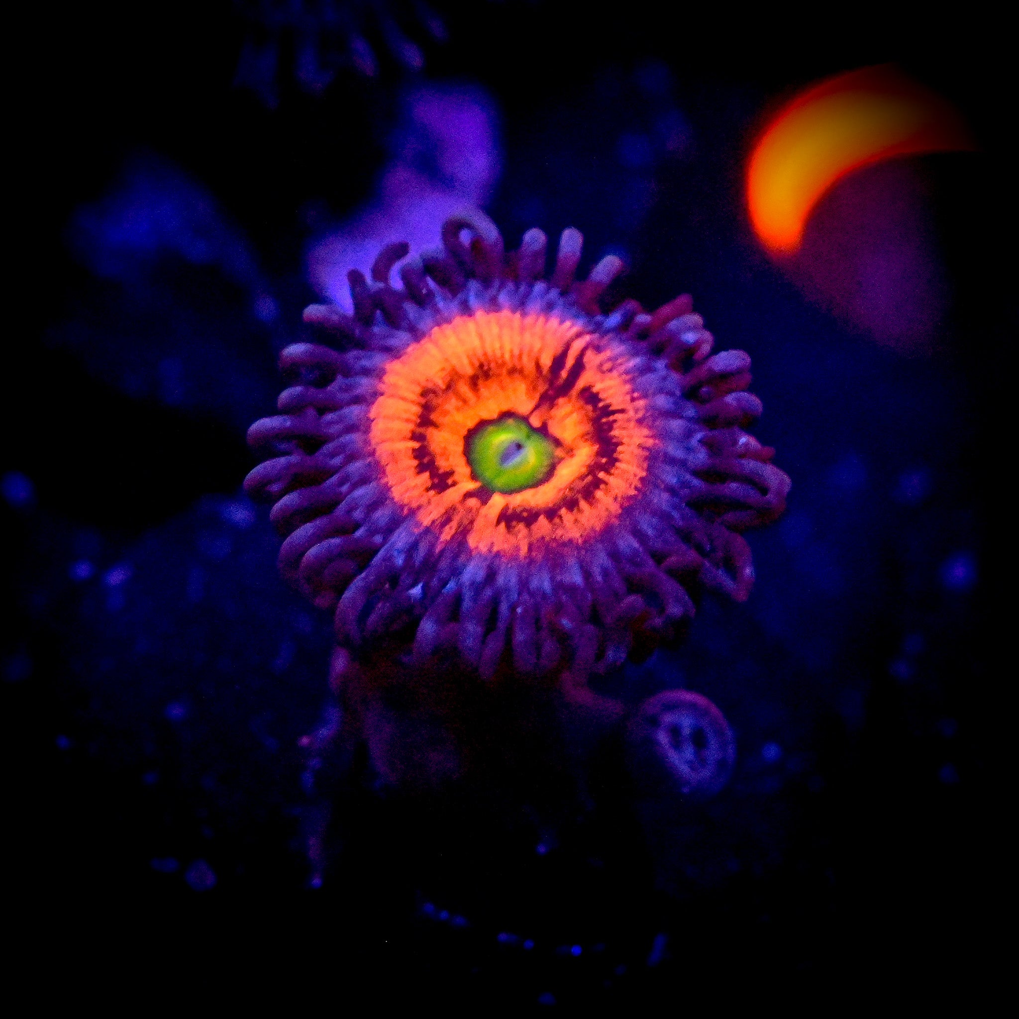 JF Everlasting Gobstoppers