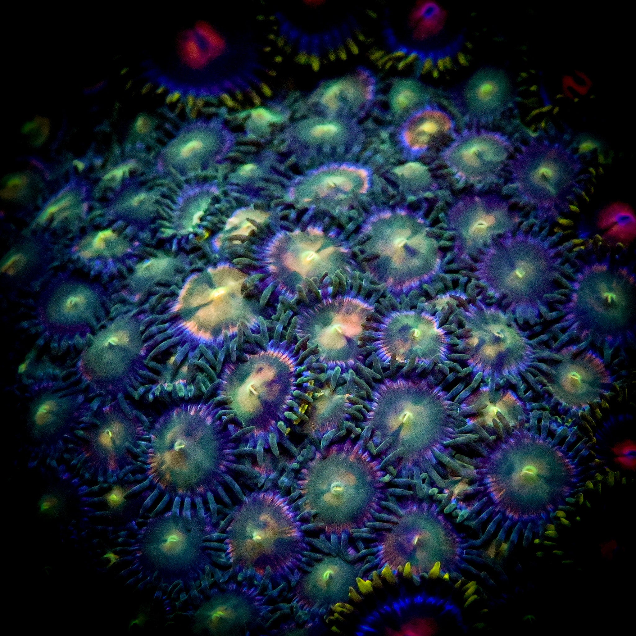 RC Fireworks Zoanthid Frag