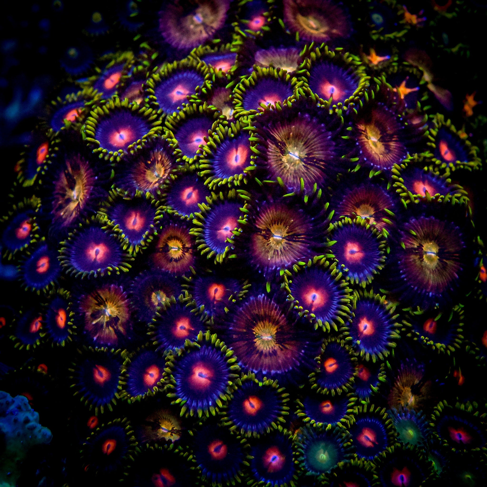 RC Mixed Zoa Mini Colony WYSIWYG