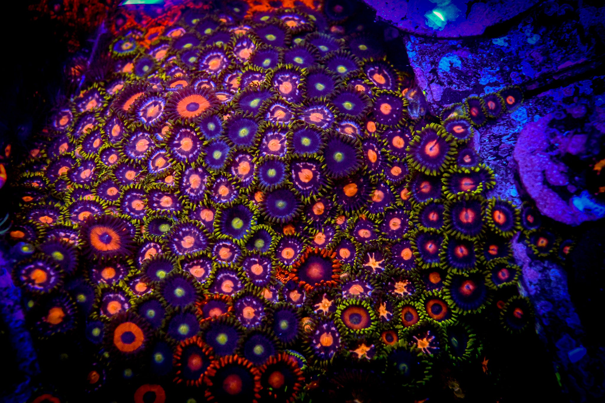 RC XL Mixed Zoa Colony WYSIWYG