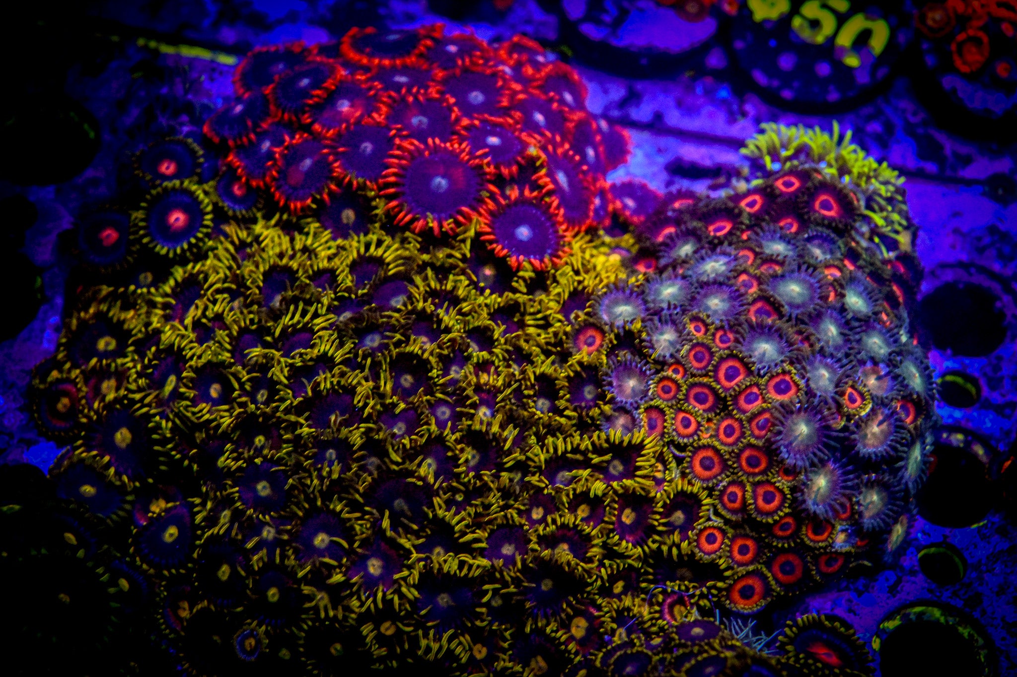 RC XL Mixed Zoa Colony WYSIWYG