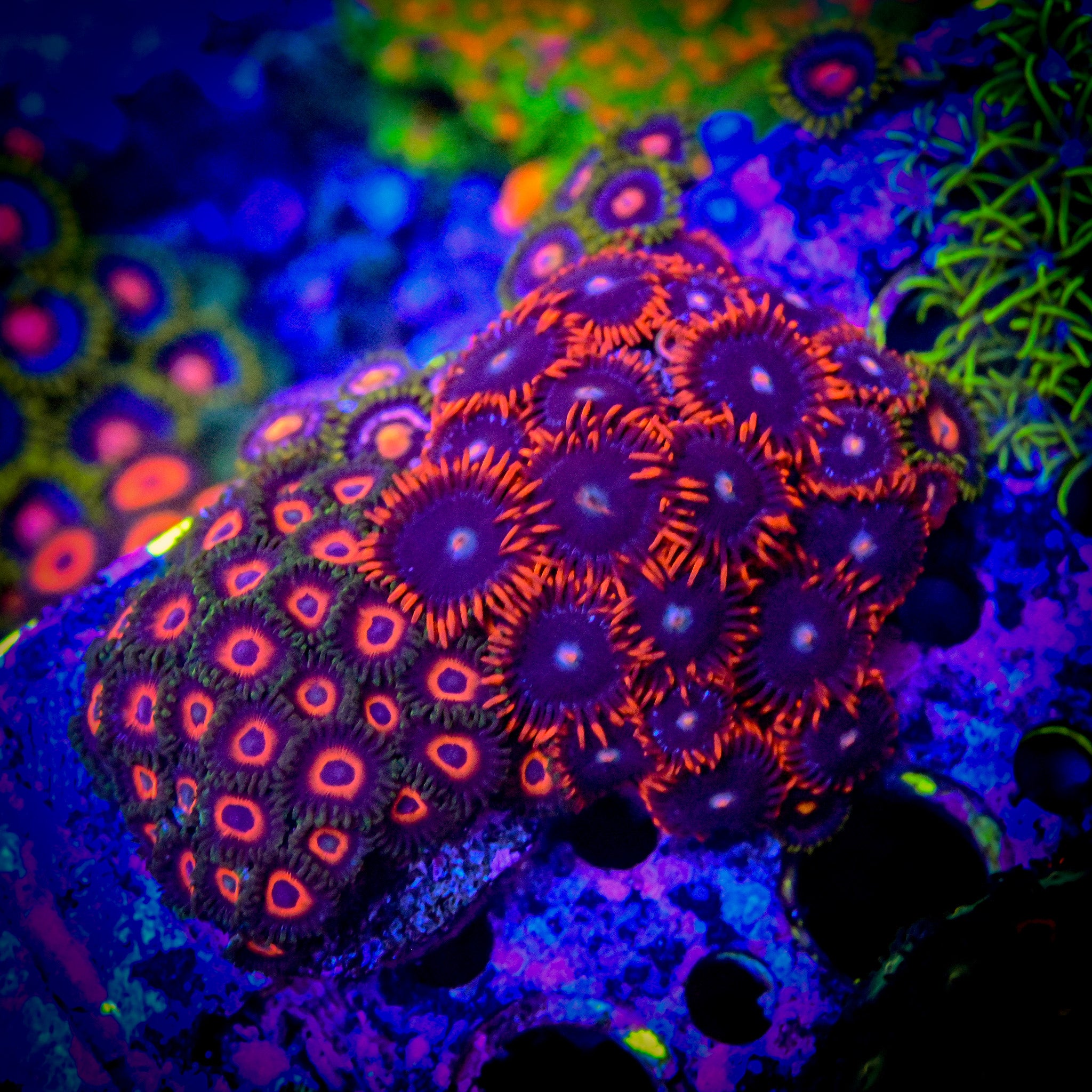 RC Mixed Zoa Growout WYSIWYG