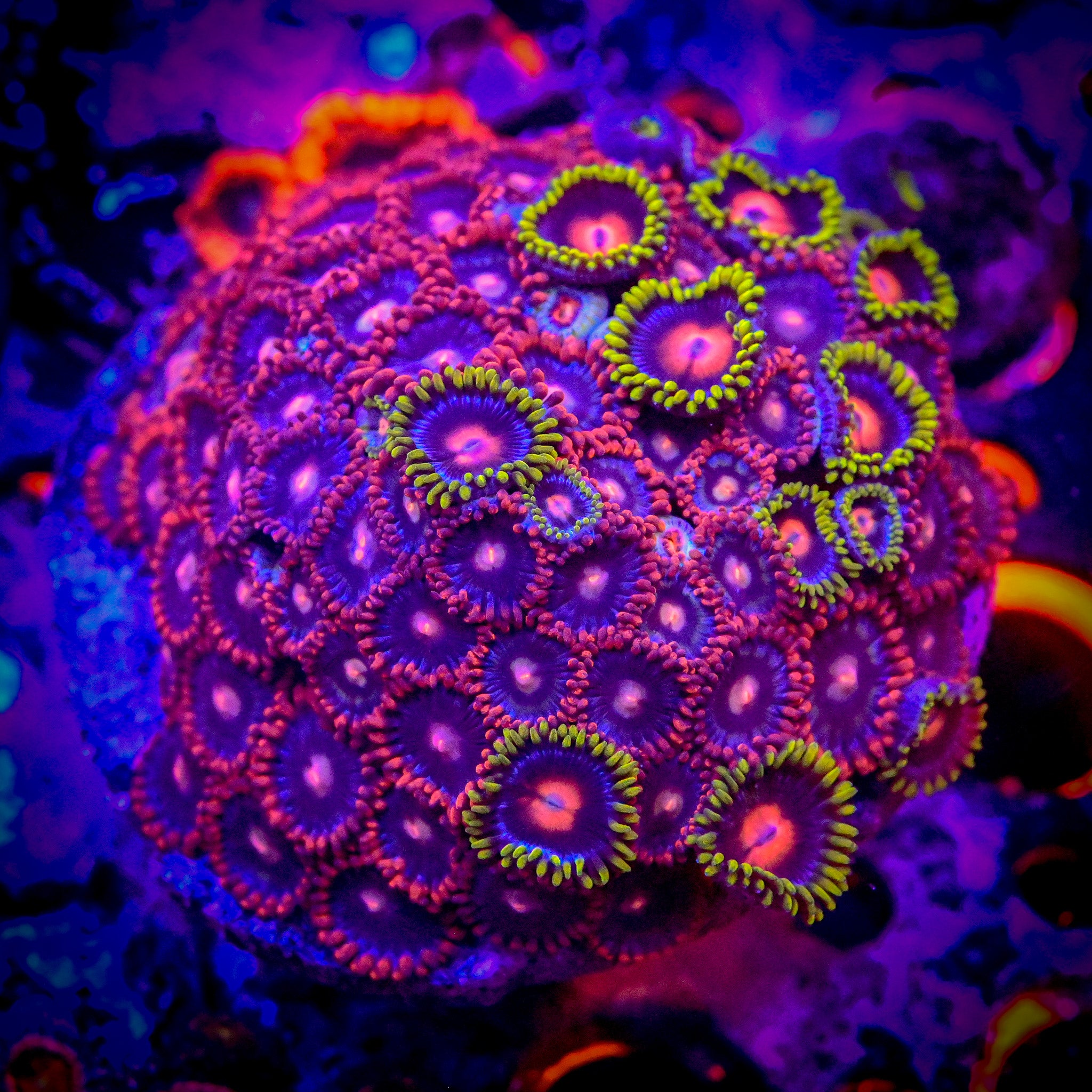 RC Mixed Zoa Growout WYSIWYG
