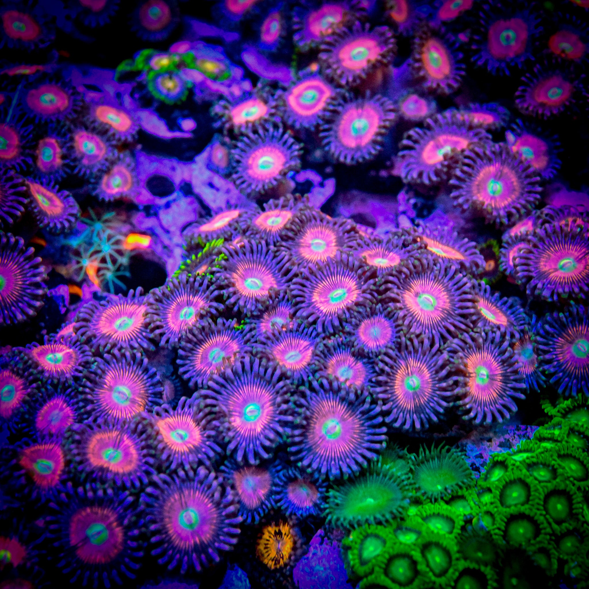 RC Pretty Pink Paly Frag