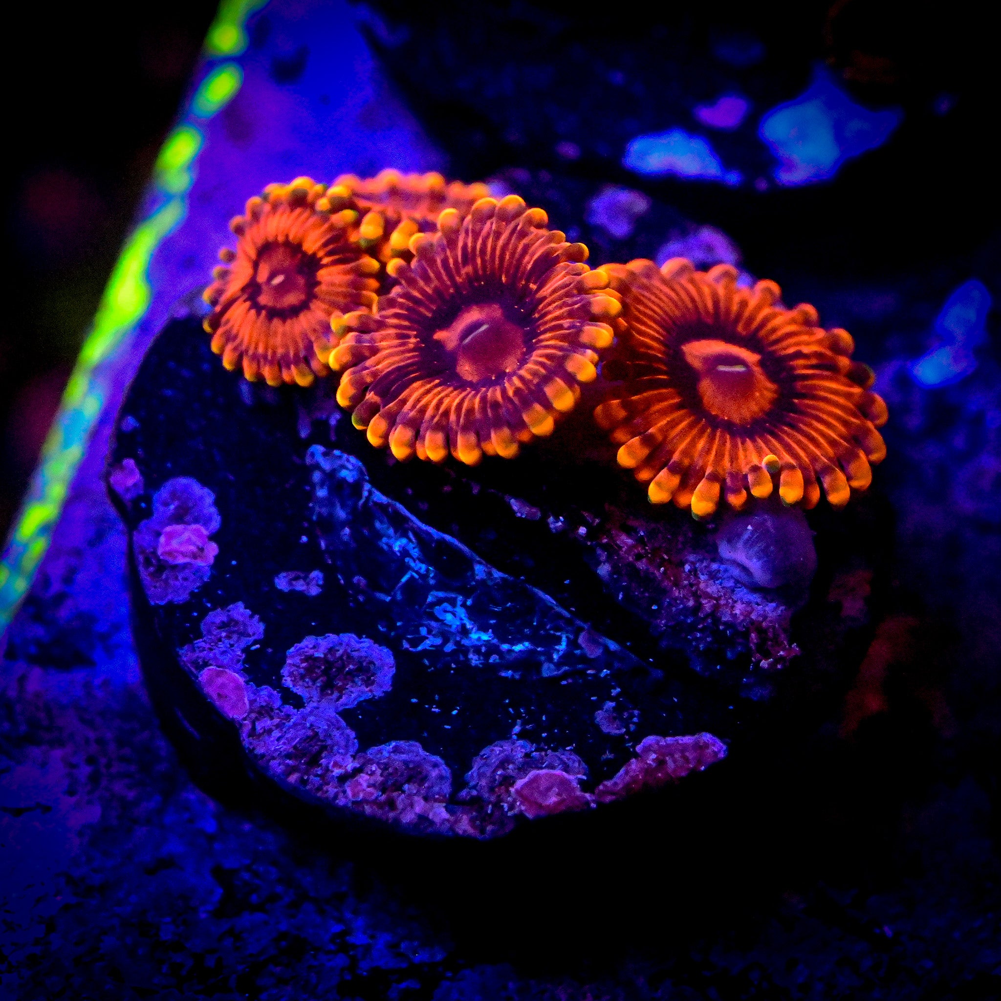 RC Jedi Mind Trick Zoas *WYSIWYG*