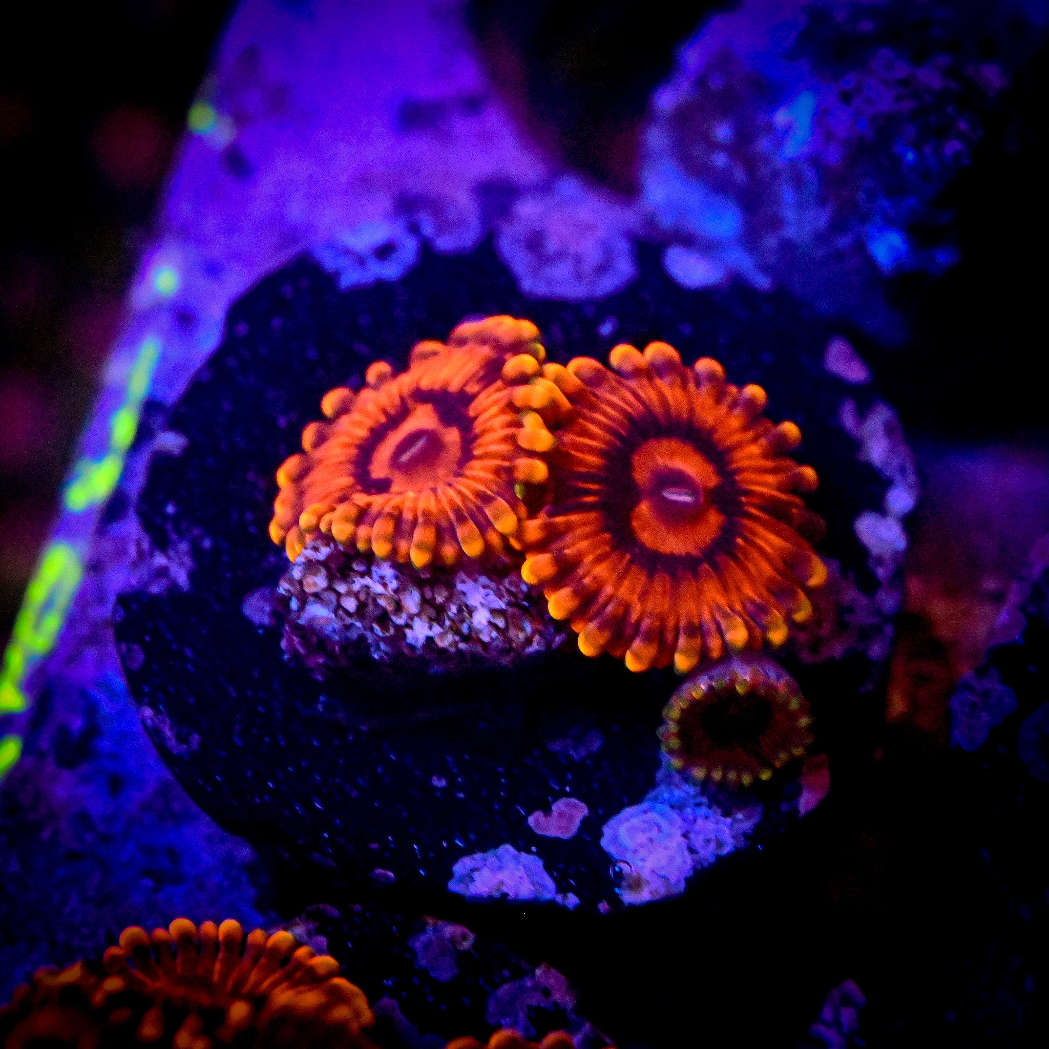 RC Jedi Mind Trick Zoas *WYSIWYG*