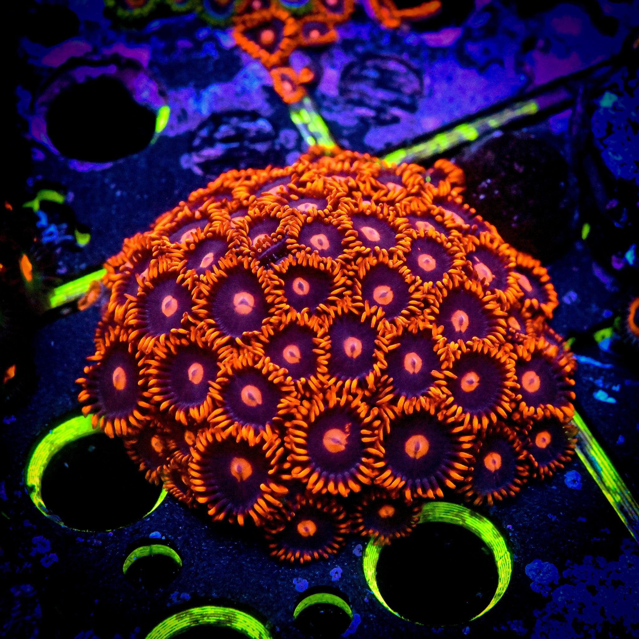 RC Burning Embers Colony WYSIWYG