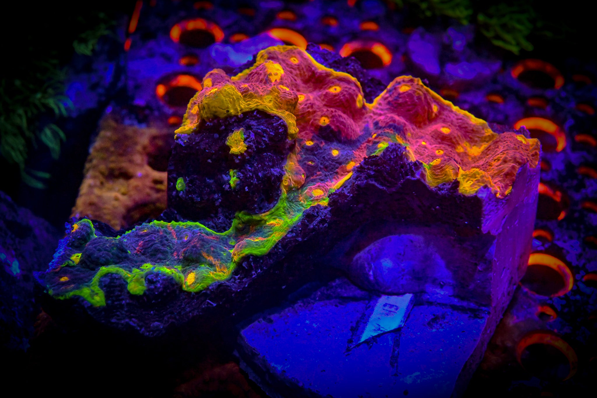 WYSIWYG Molten Rainbow Chalice Colony *UNIQUE* *RARE*