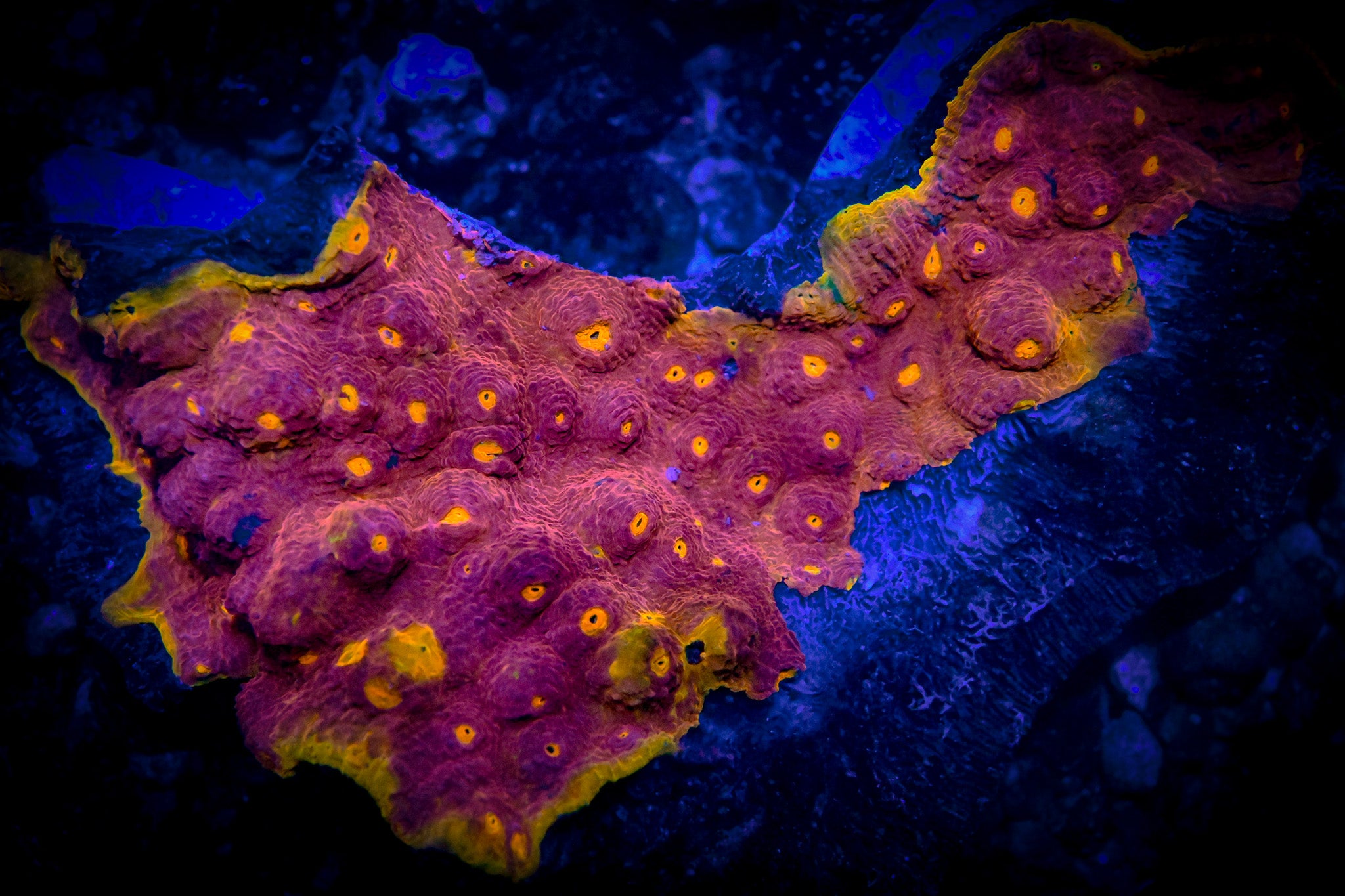 WYSIWYG Molten Core Chalice Colony *UNIQUE* *RARE*