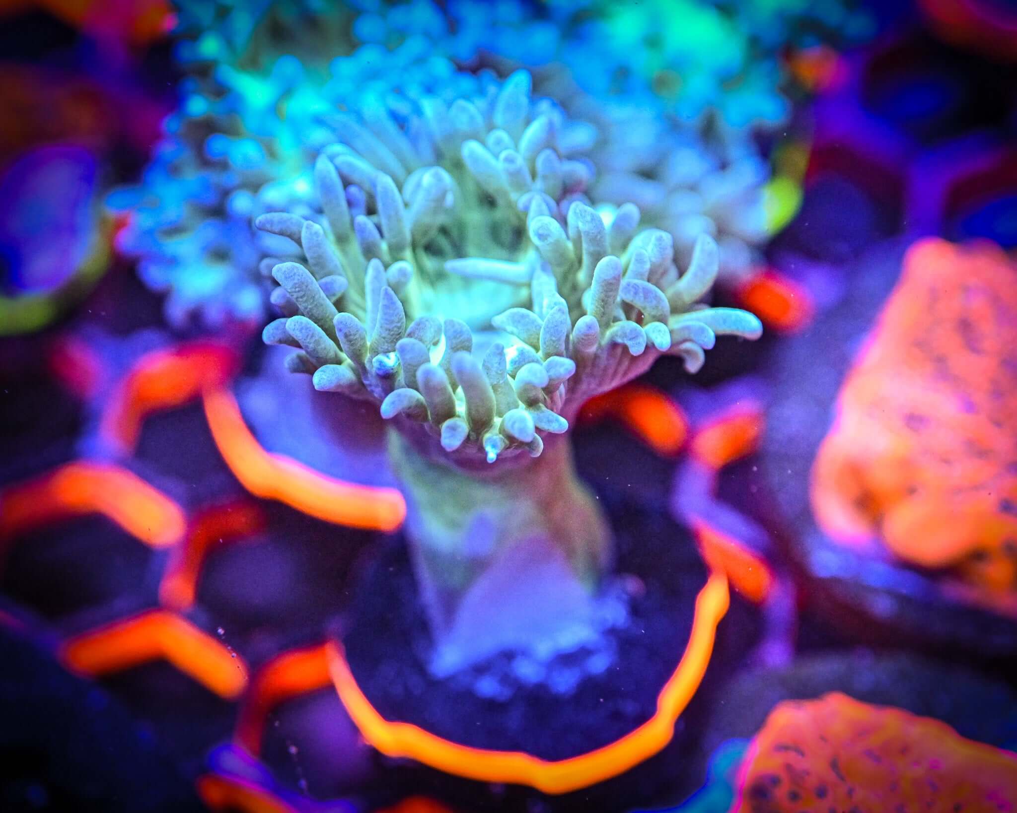 【さらに値下げ】CORAL EX101 JASON FOX TROPICAL EXPRESS ACAN ECHINATA – Jason Fox Signature Corals