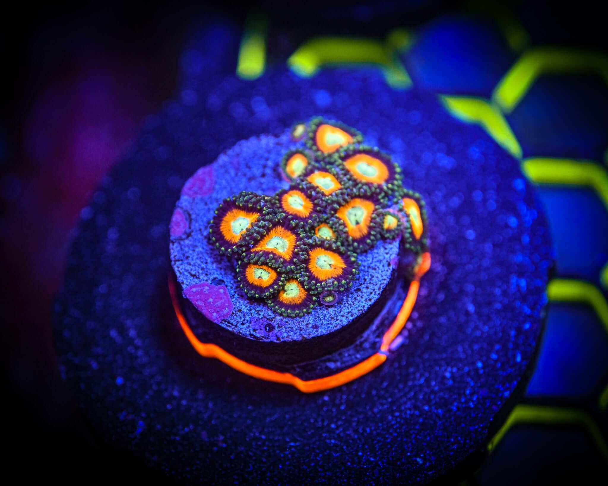 RC Smashing Pumpkins Zoanthid Frag