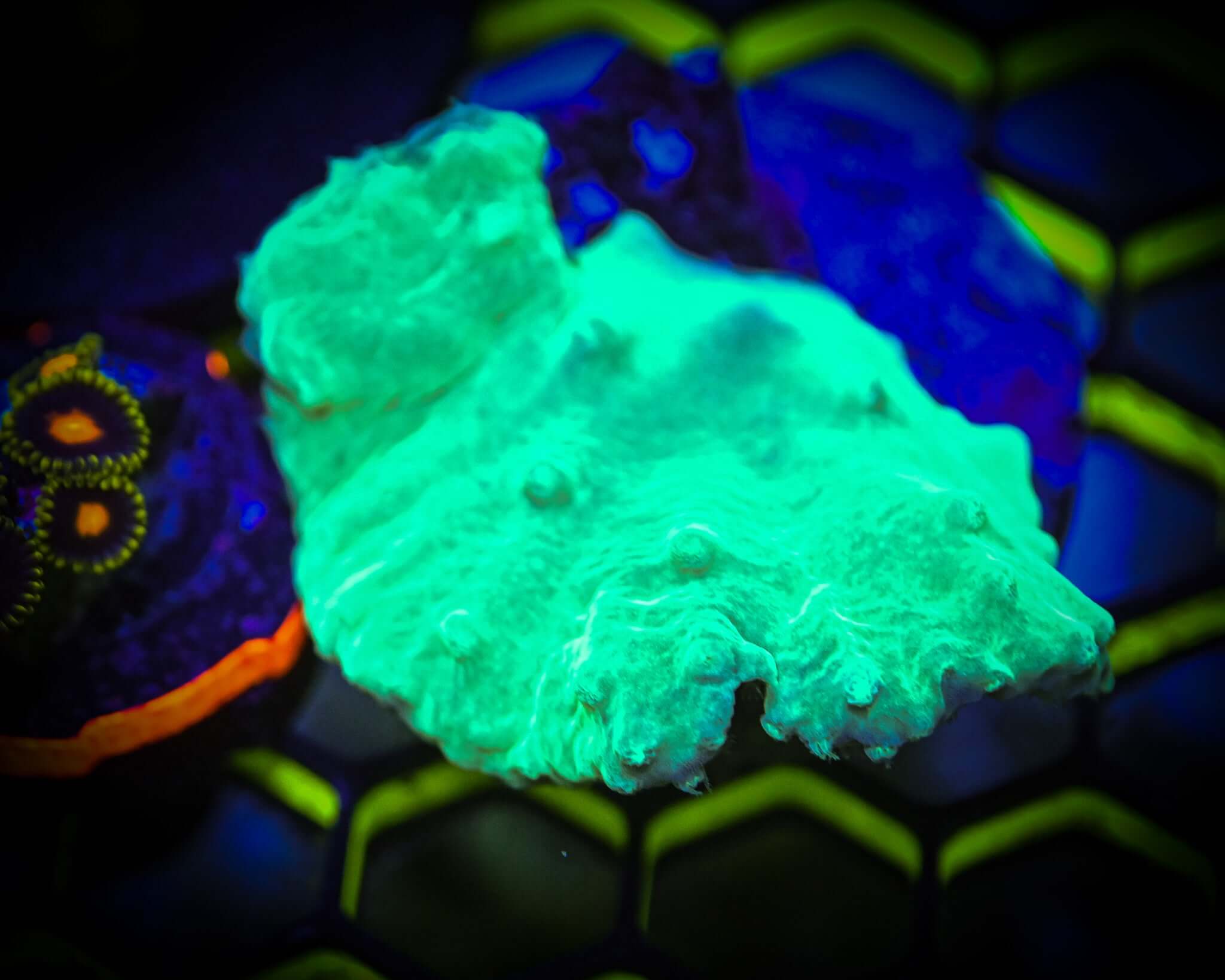 Green Cabbage Leather Frag