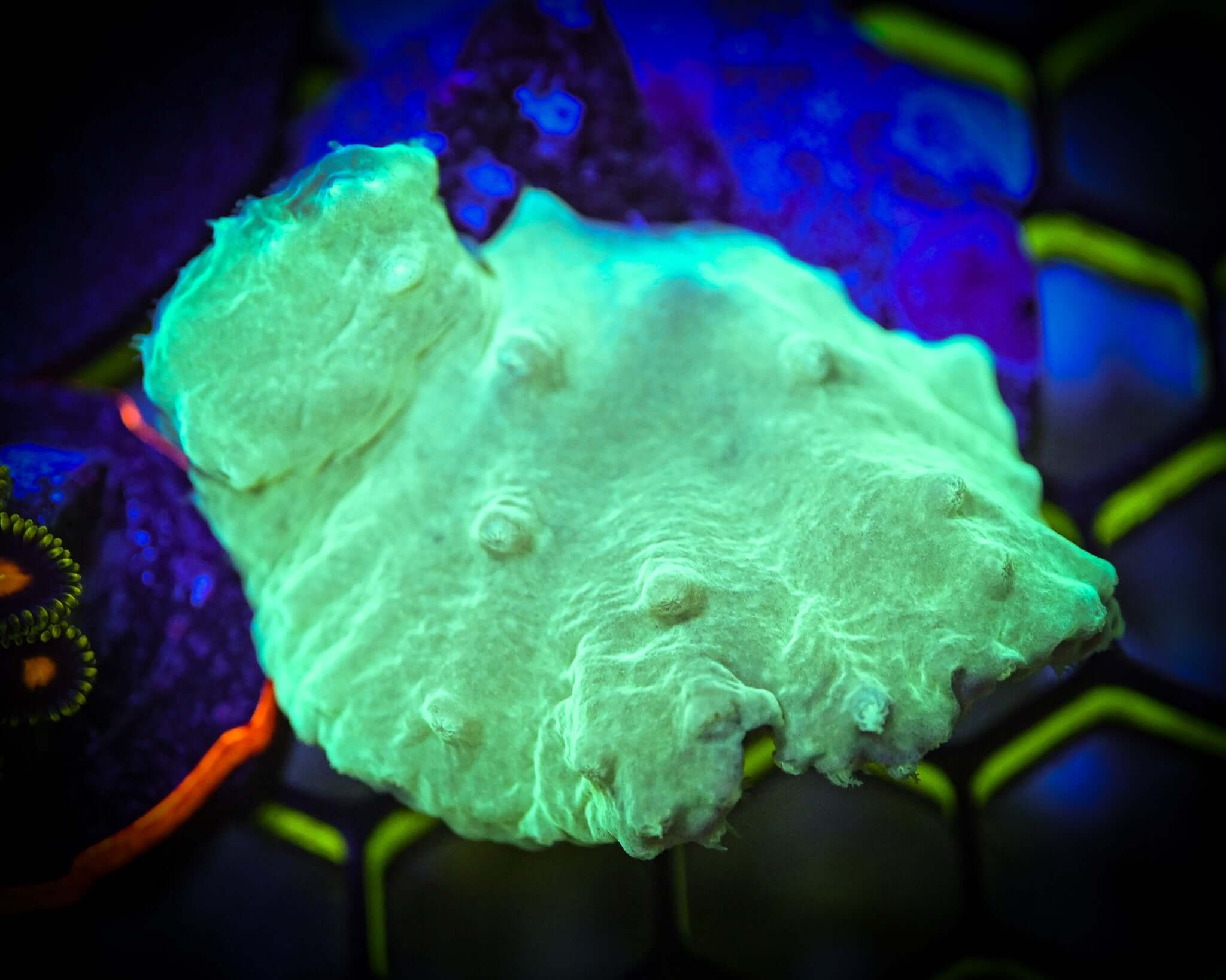 Green Cabbage Leather Frag