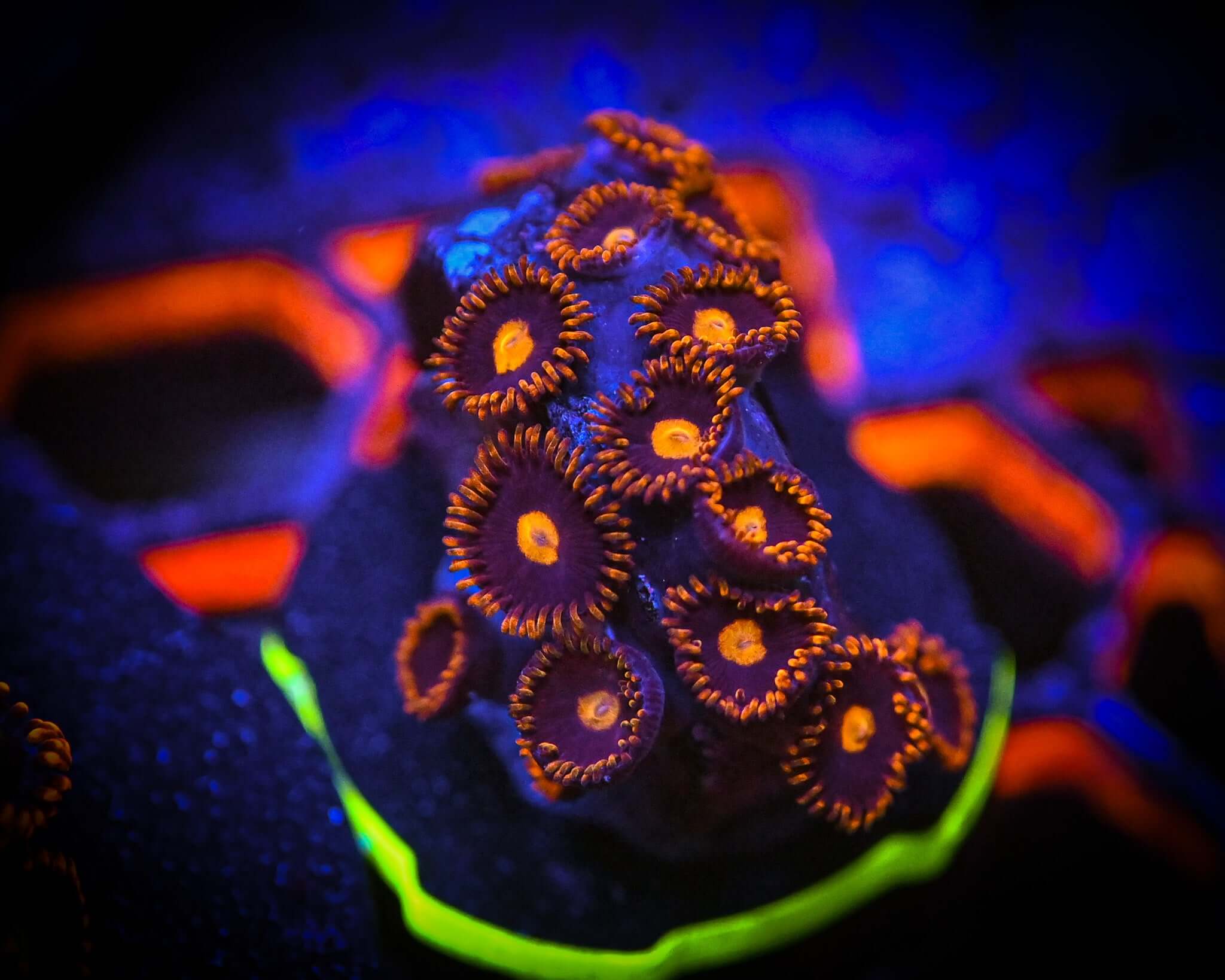 War Birds Zoanthid Frag