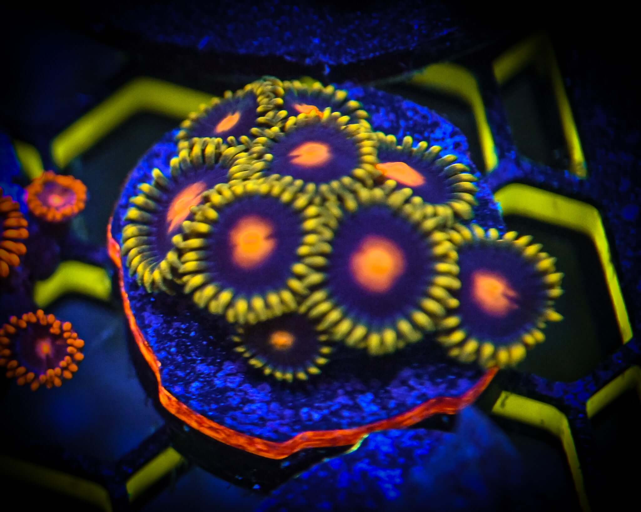 RC Yellow Brick Road Zoanthids