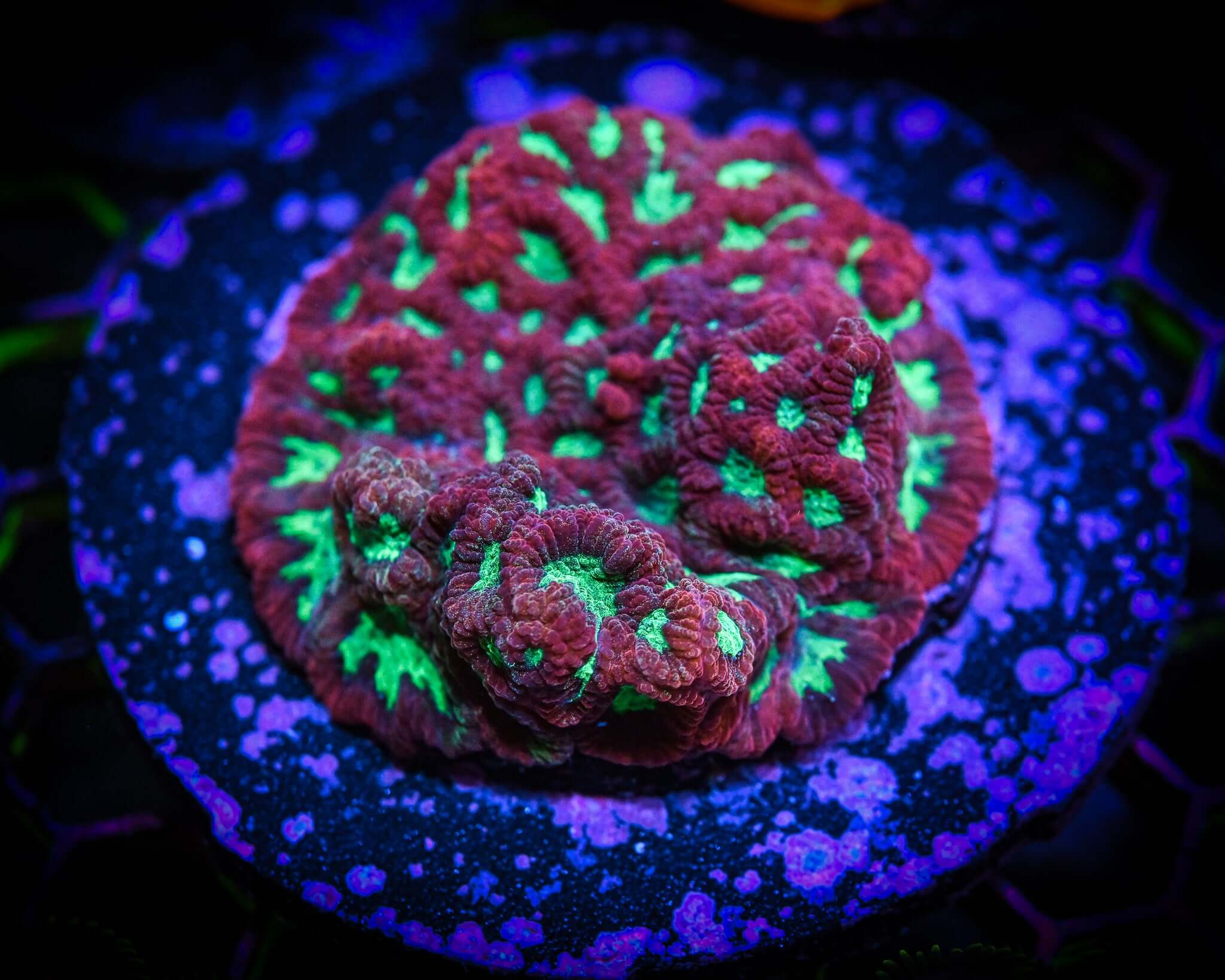 RC This Means War Coral Frag