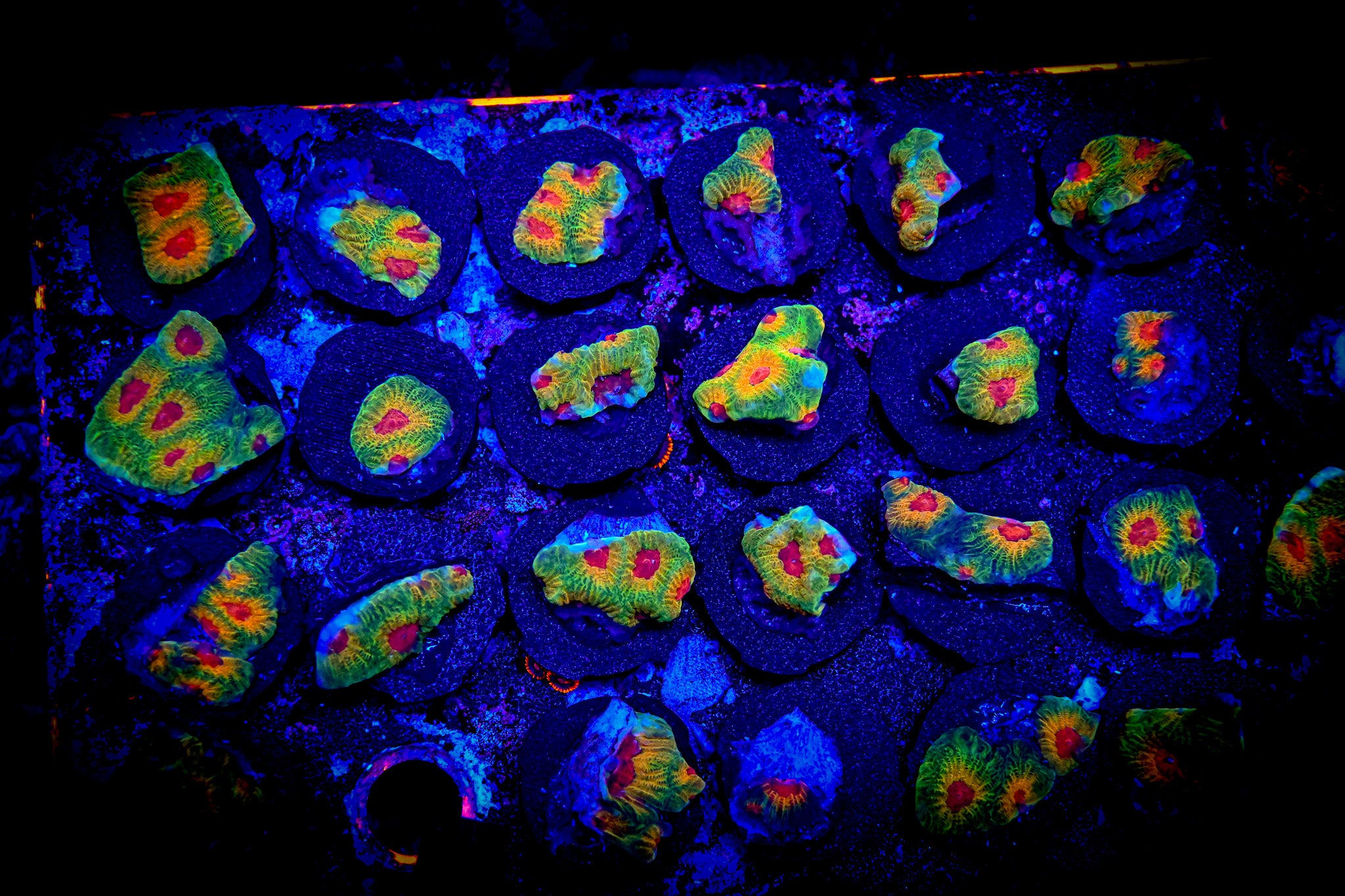 RC Fascination Favia Frag