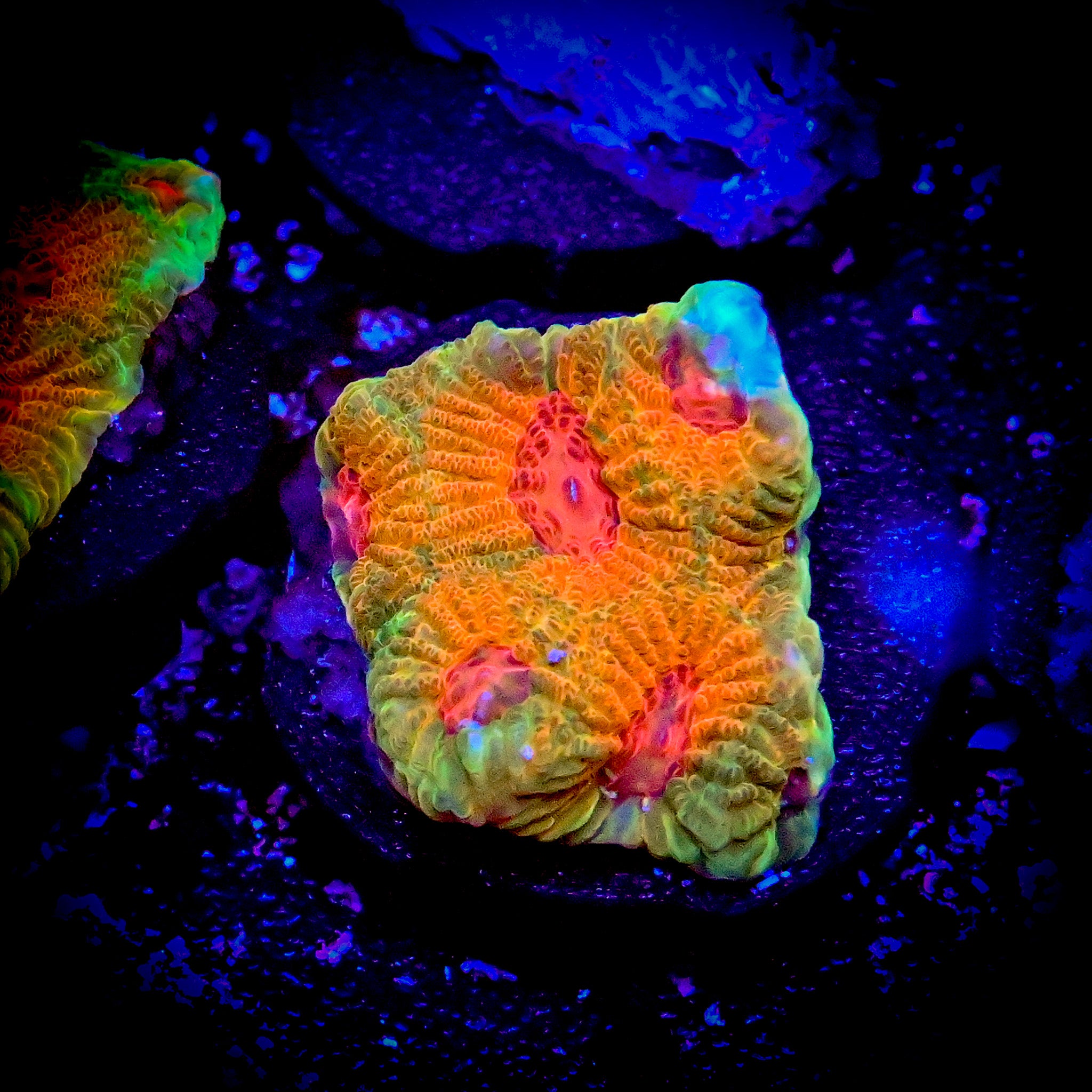 RC Fascination Favia Frag