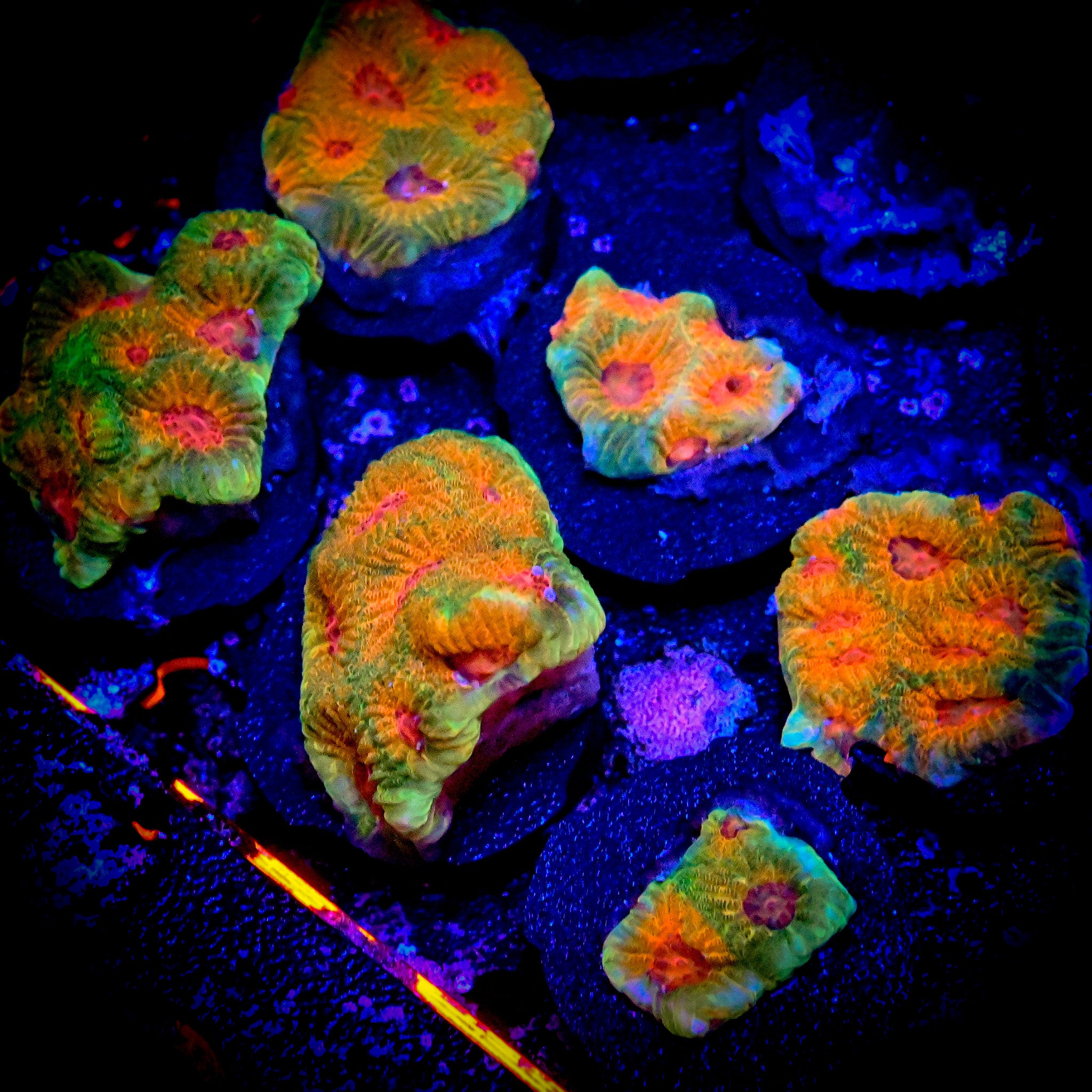 RC Fascination Favia Frag