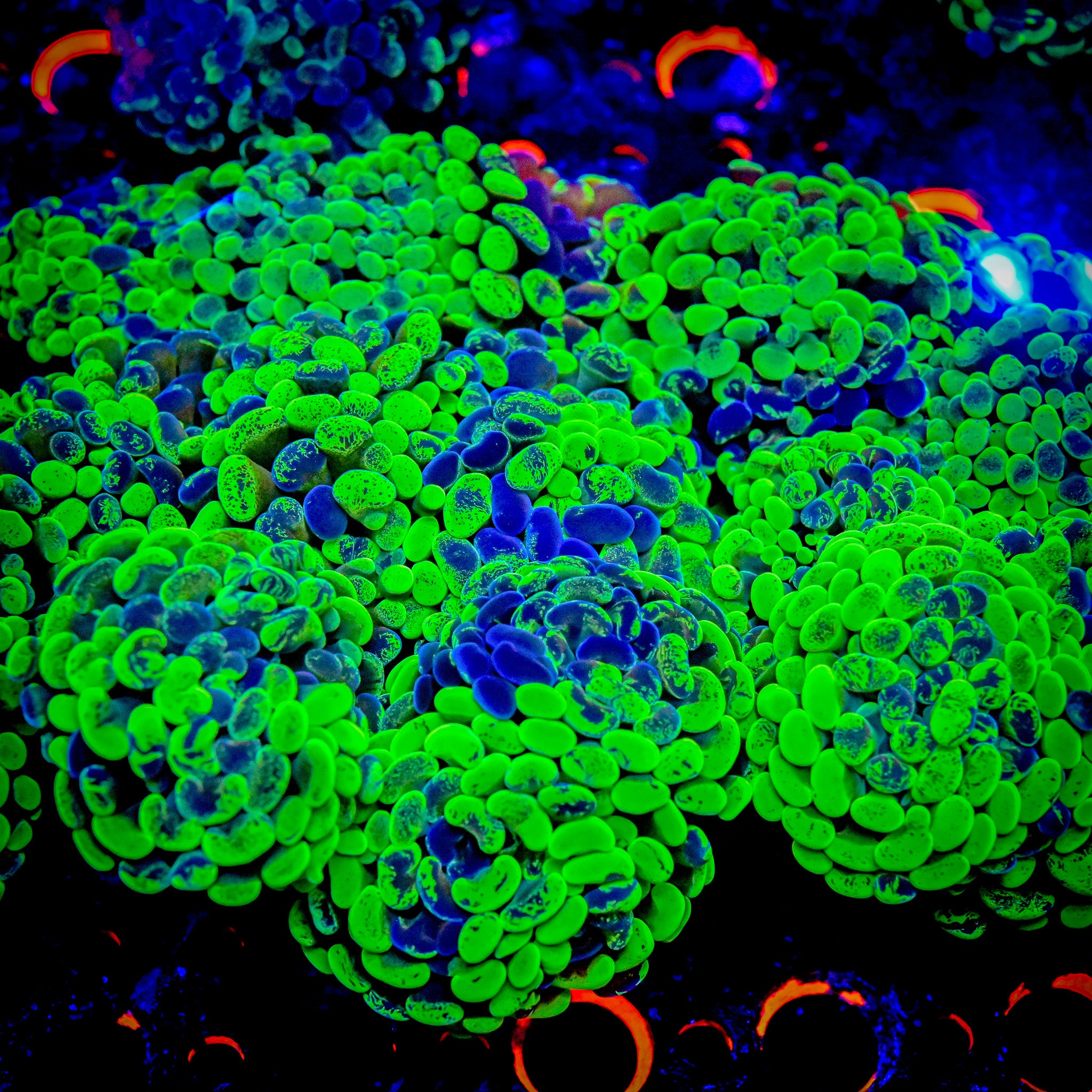 RC Highlighter Splatter Hammer (SUPER BRIGHT)