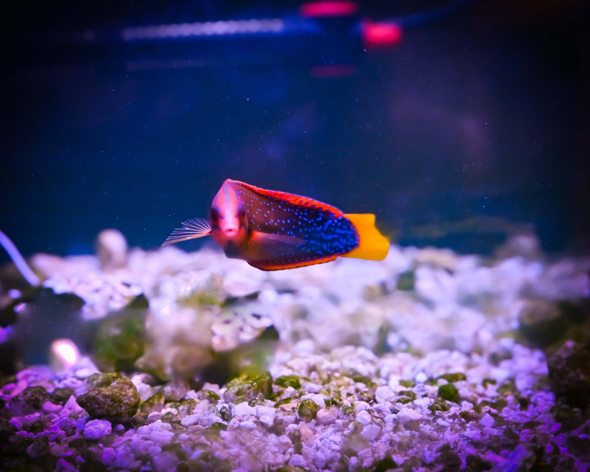 Red Coris Wrasse - FIJI *LARGE*