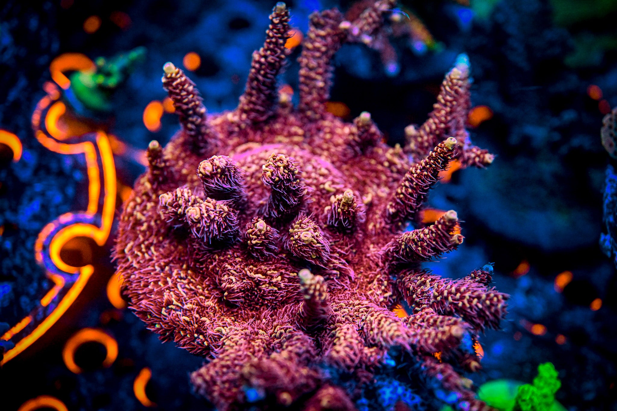 RC Heatwave Acropora