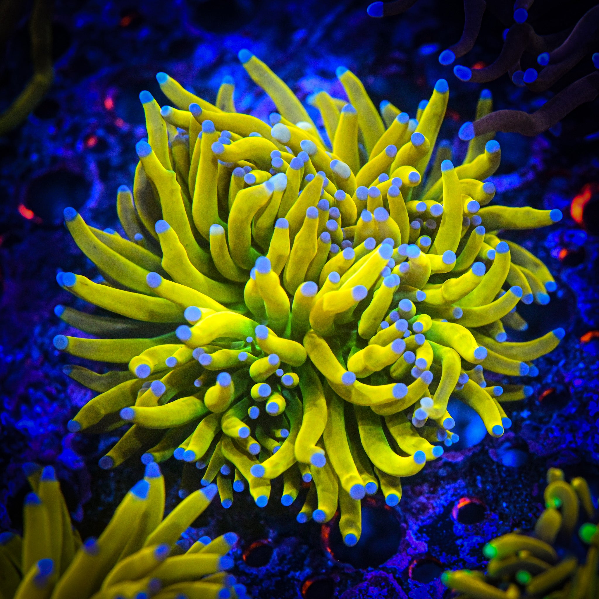 *WYSIWYG* Malaysian Banana Grail