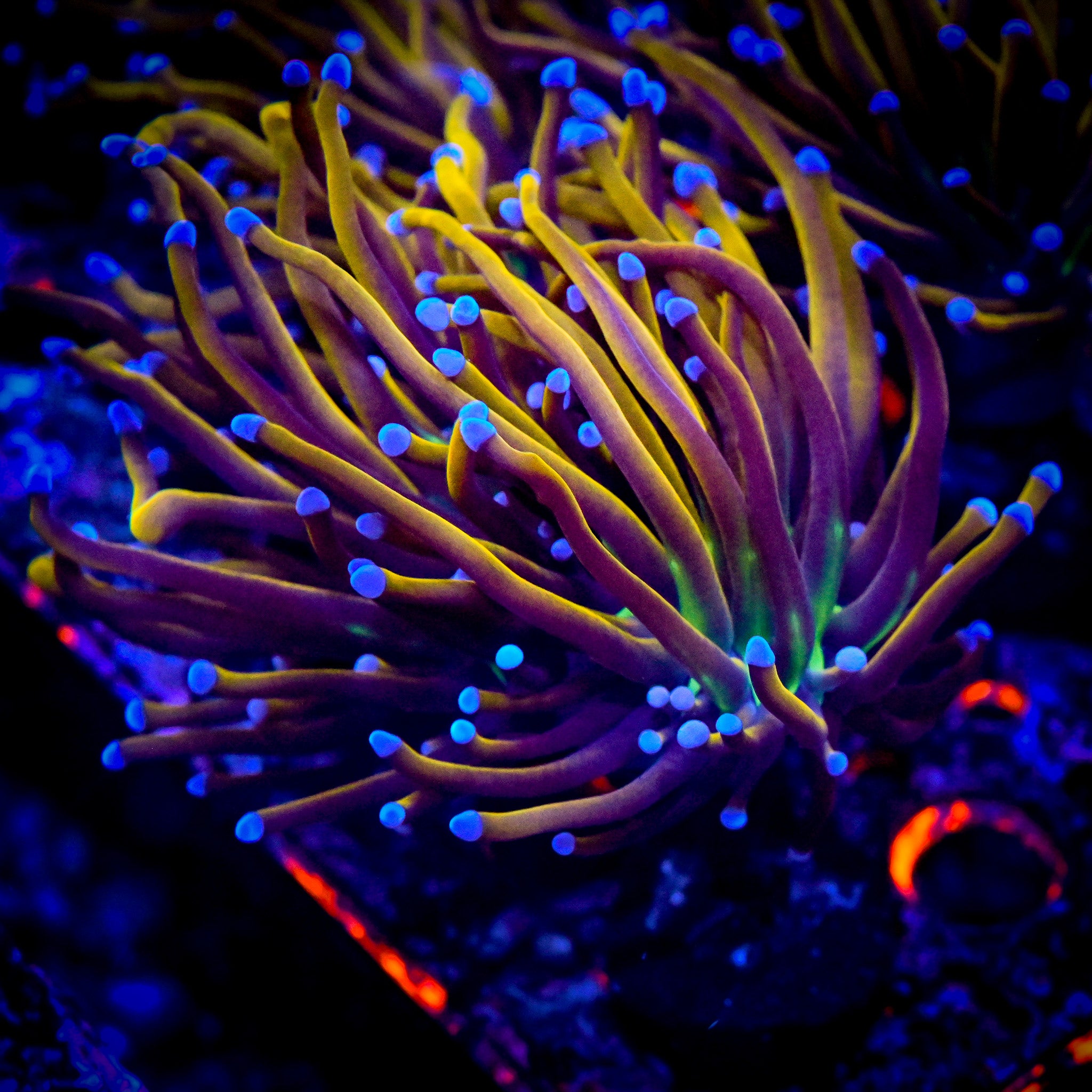 *ALMOST WYSIWYG* RC New York Knicks Torch