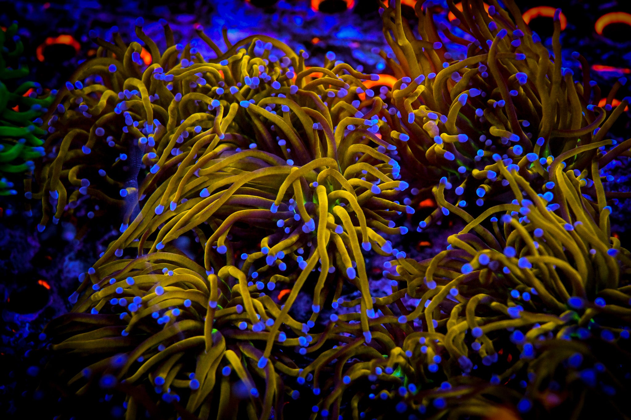 *ALMOST WYSIWYG* RC New York Knicks Torch