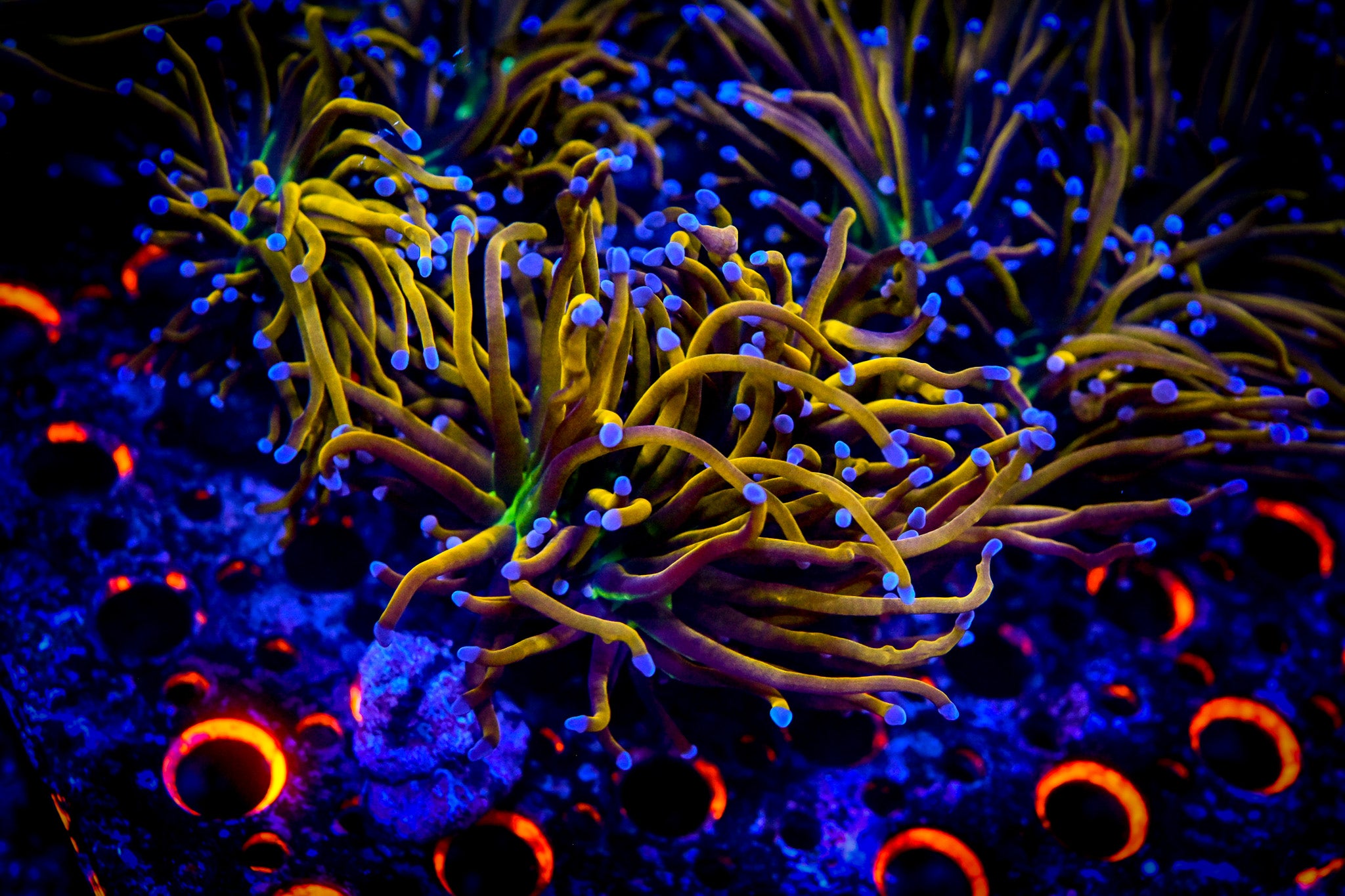 *ALMOST WYSIWYG* RC New York Knicks Torch