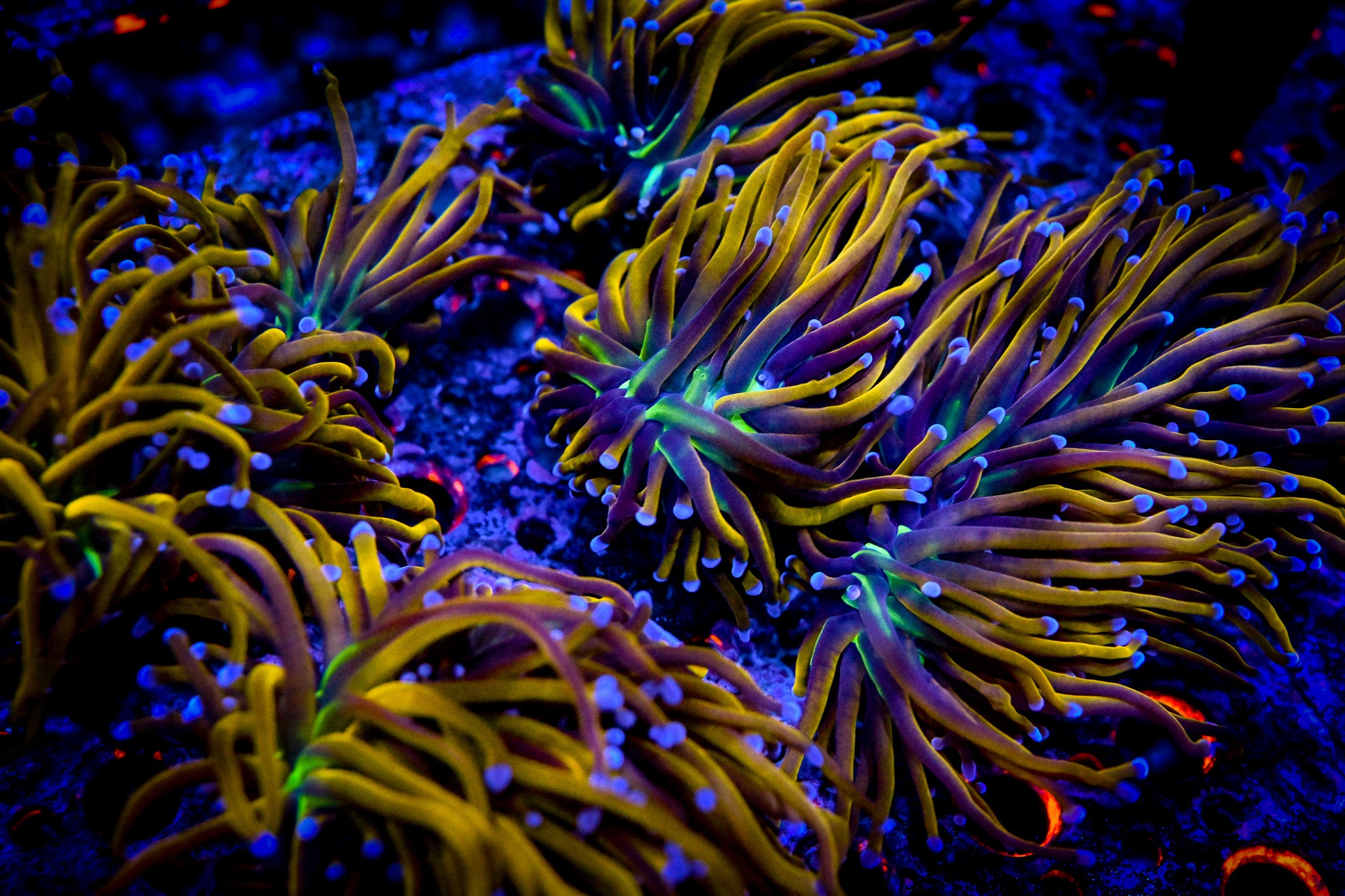 *ALMOST WYSIWYG* RC New York Knicks Torch