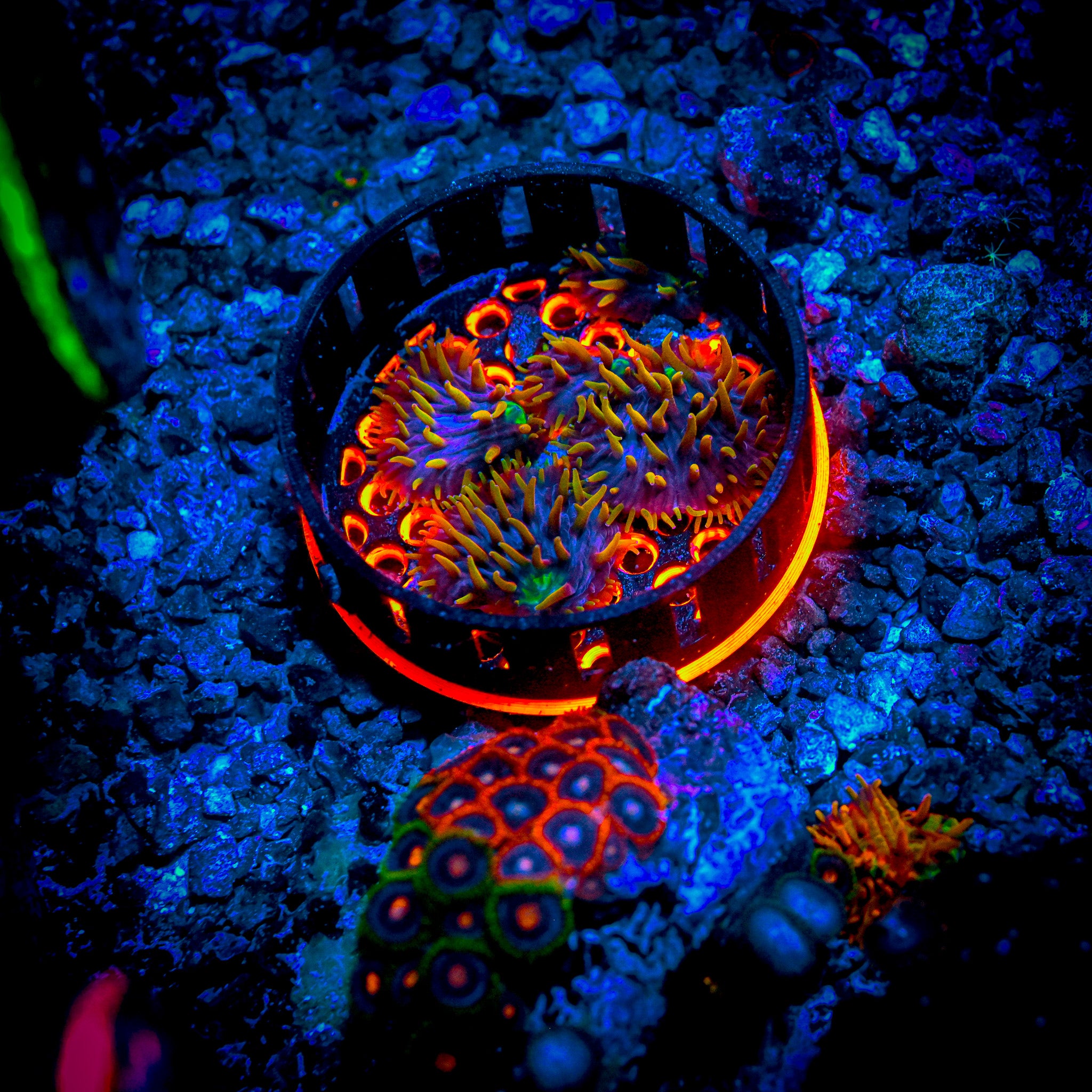 RC Insane Rainbow Diaseris