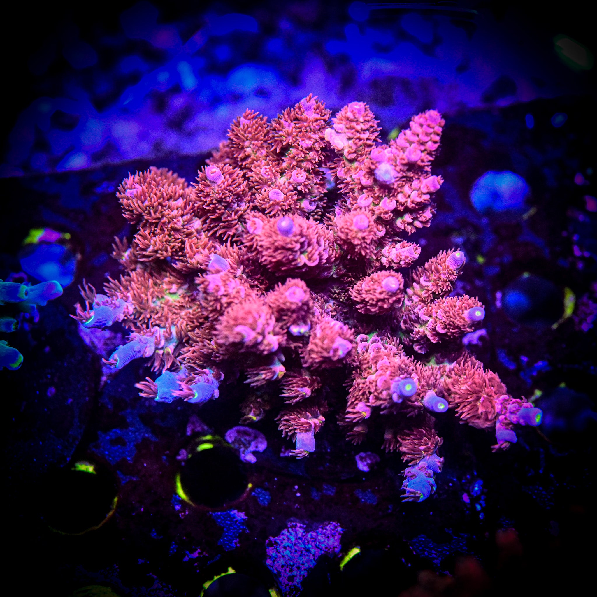 RC Cherry Bomb Acropora