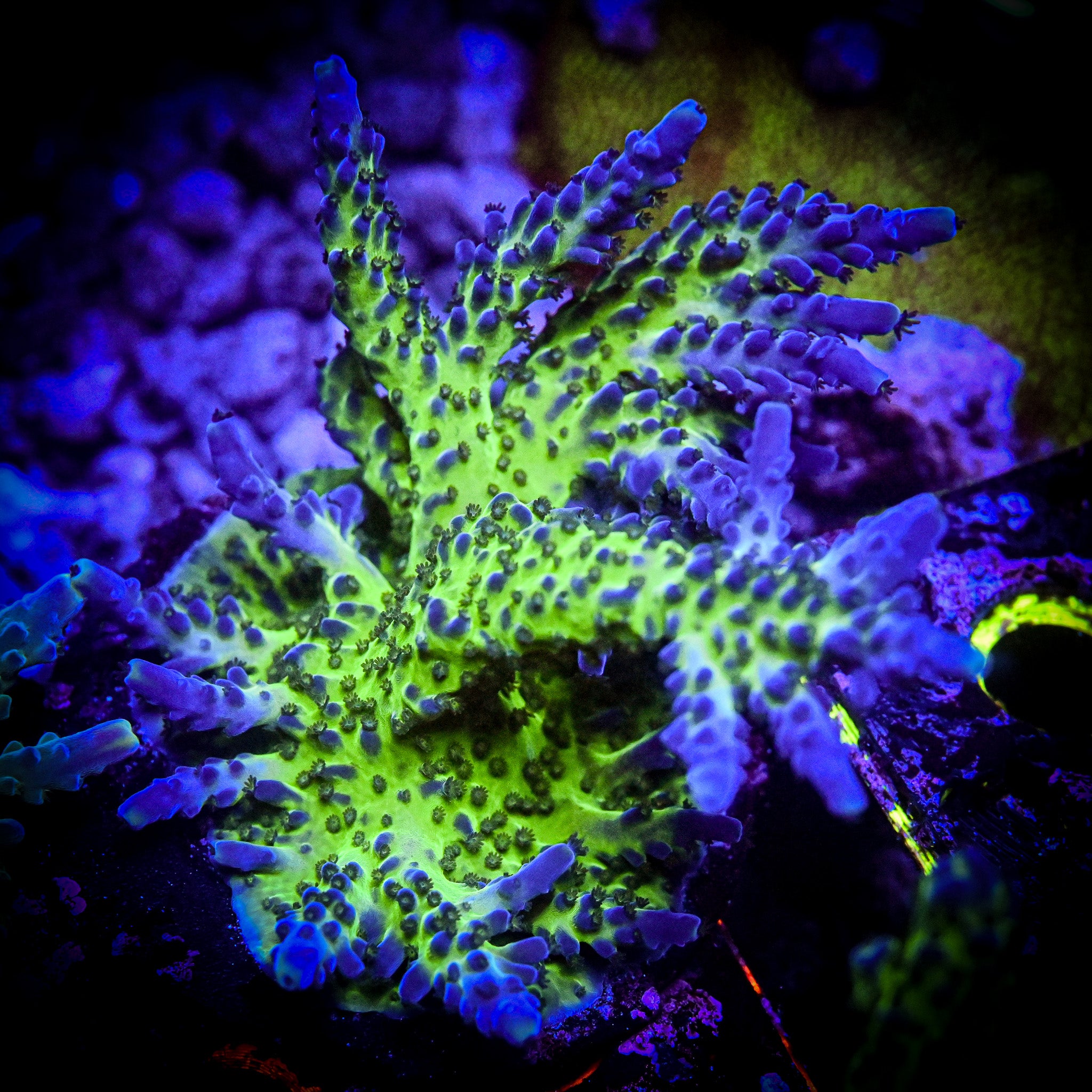 RC Miyagi Tort Acropora