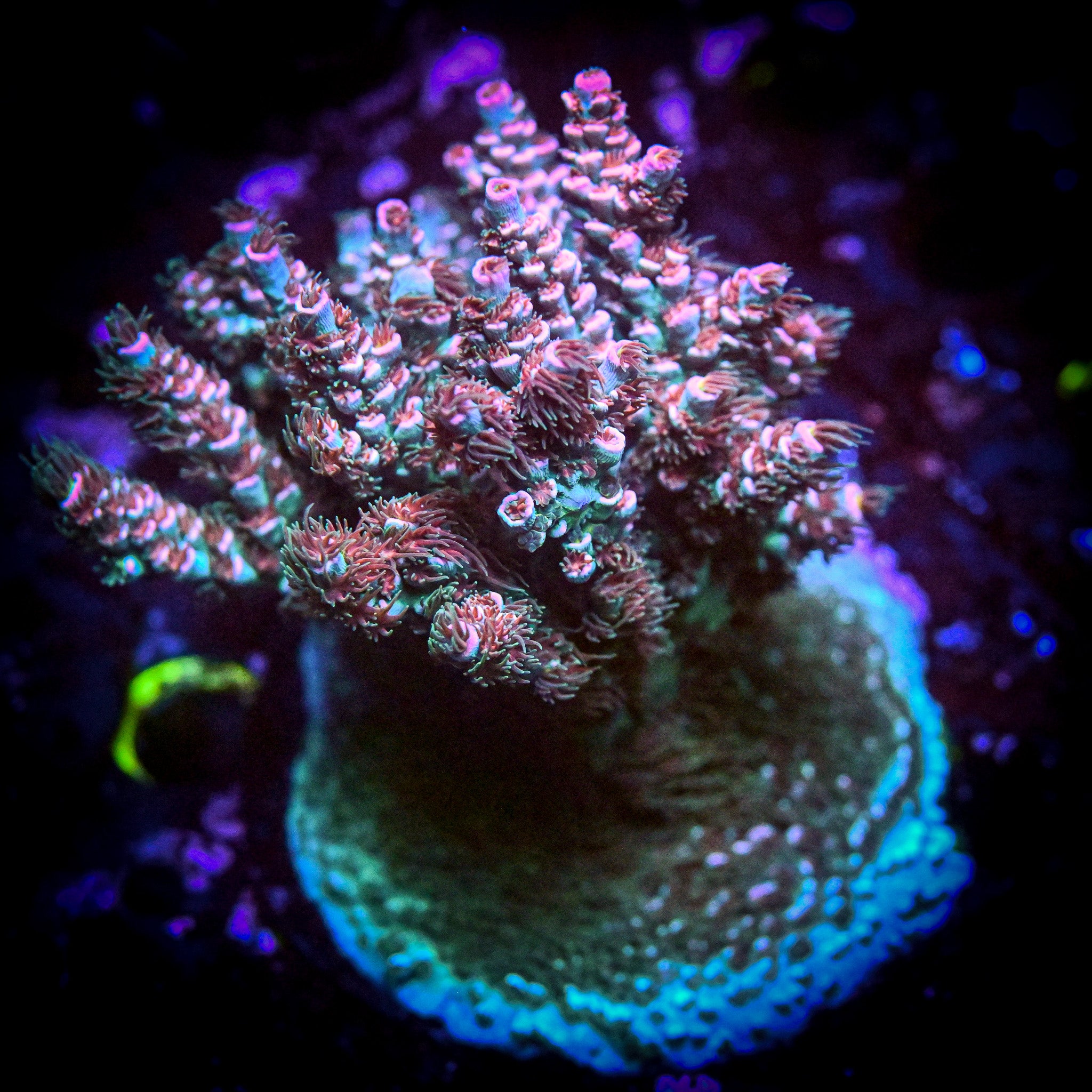 RC Burning Bush Acropora