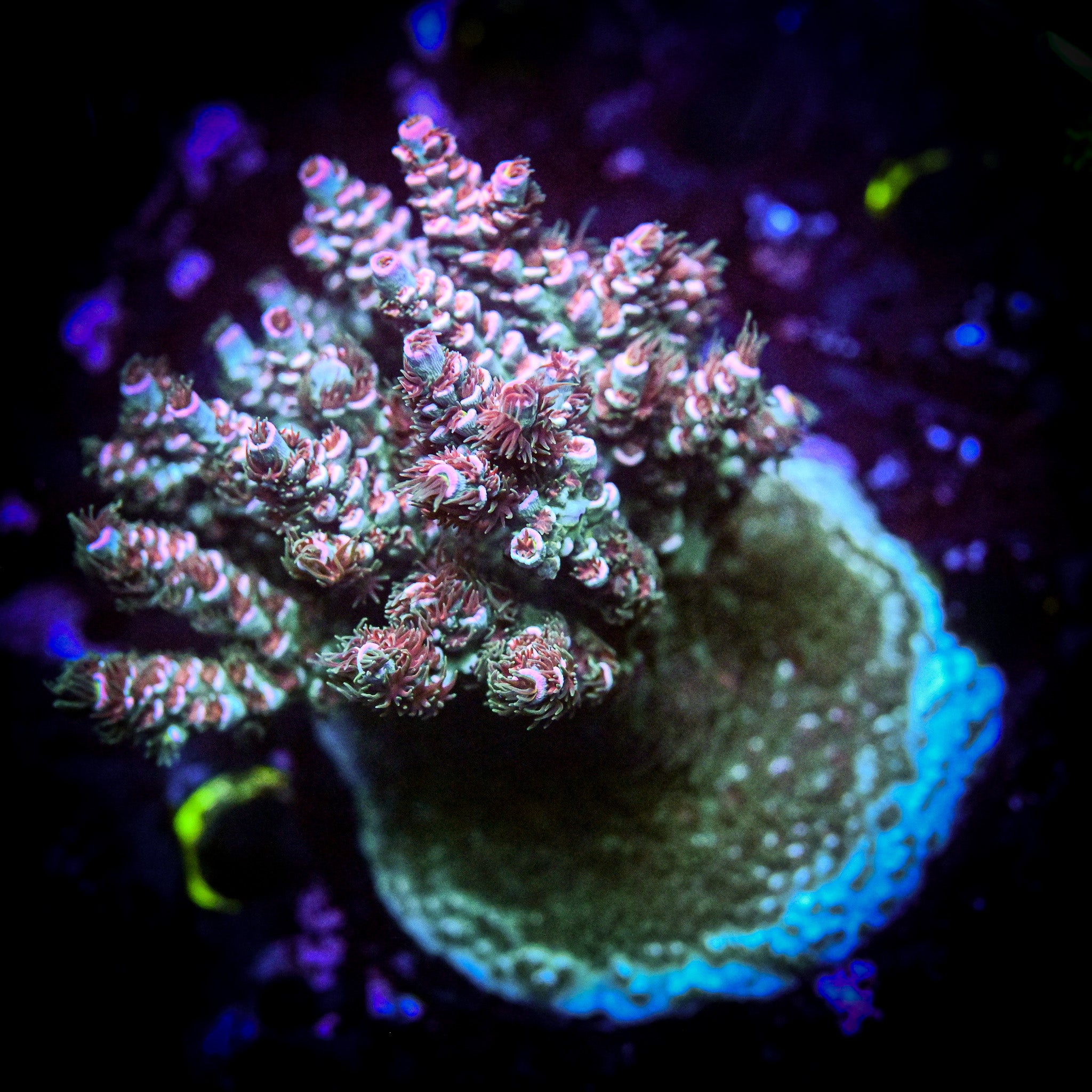 RC Burning Bush Acropora