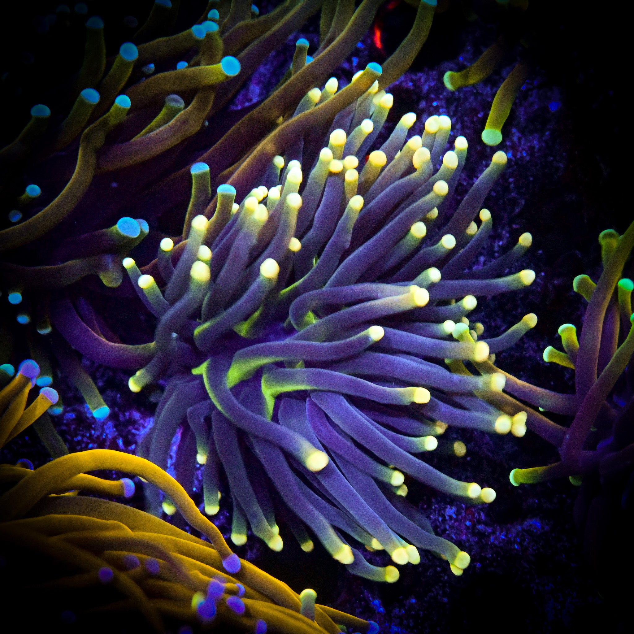 Yellow Tipped Joker Torch *WYSIWYG*