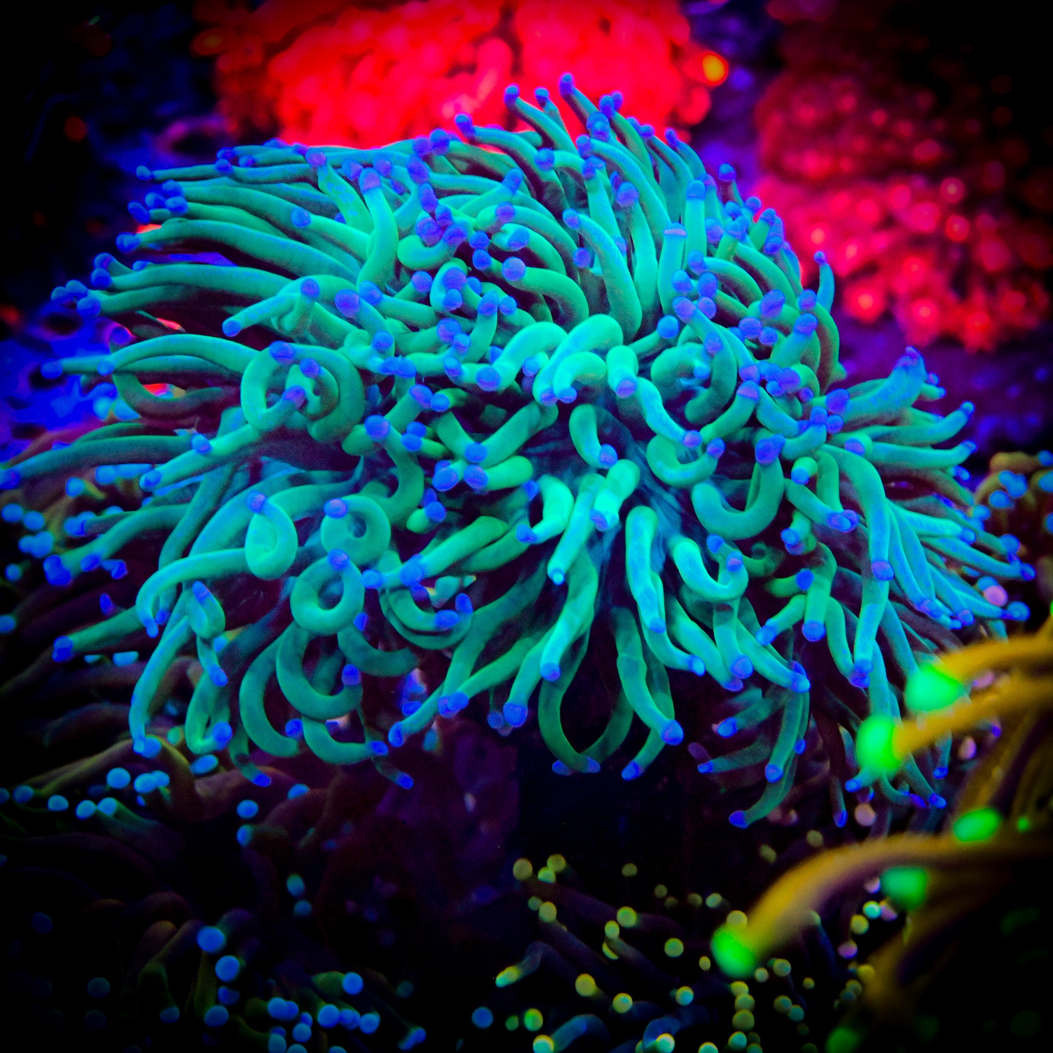 Triple Header Green Aussie w/ Blue Tips *WYSIWYG*