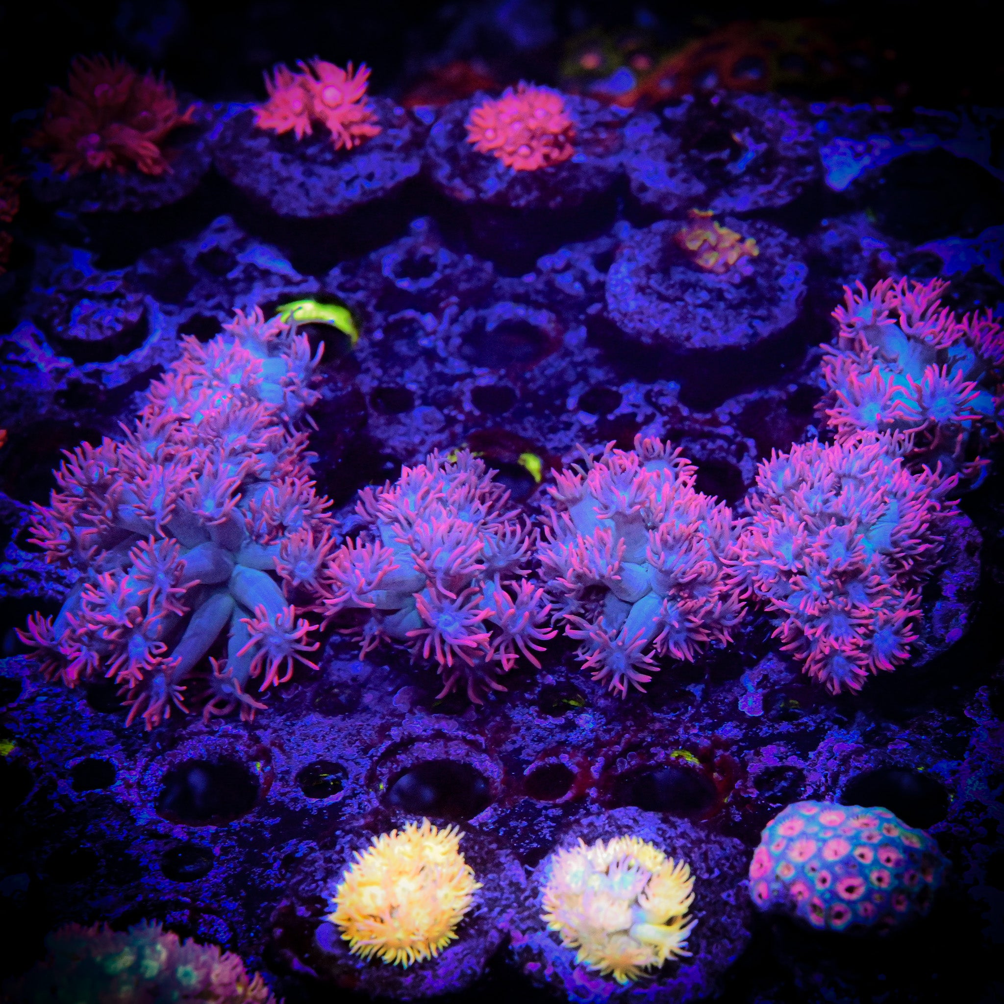 RC Frostfire Goniopora Almost WYSIWYG