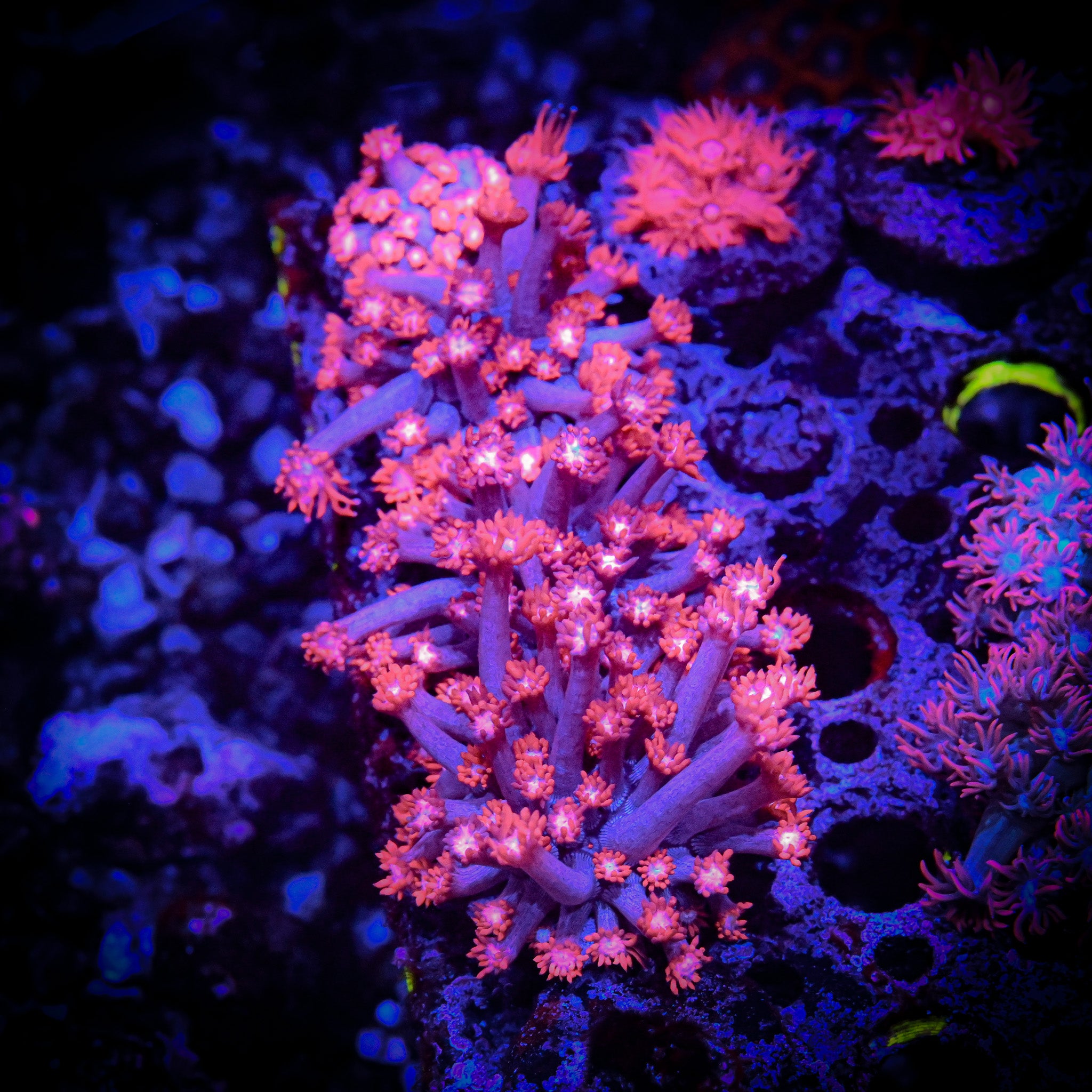 RC Pink Flamingo Goniopora Frag