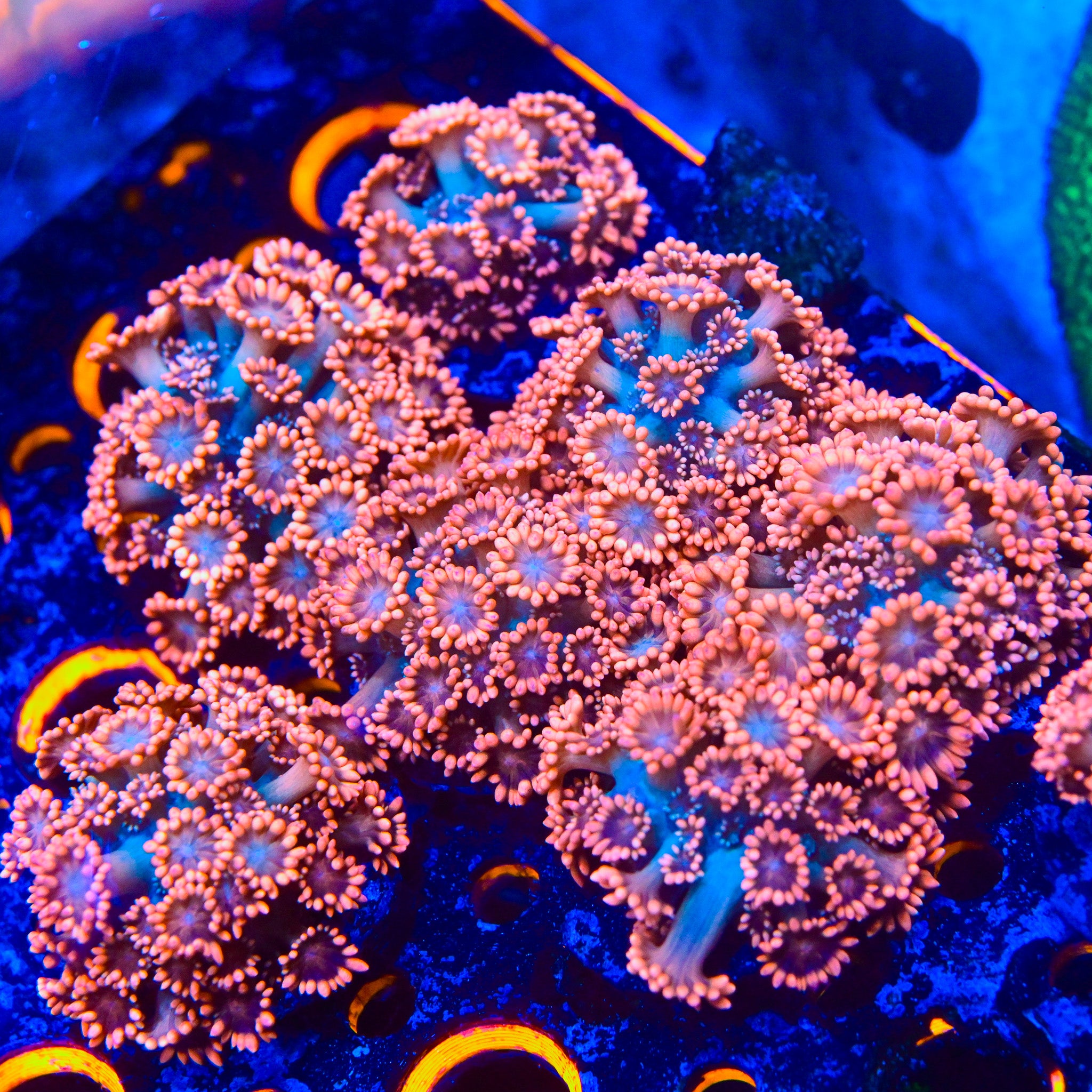 RC Cold Blooded Killer Goniopora Frag