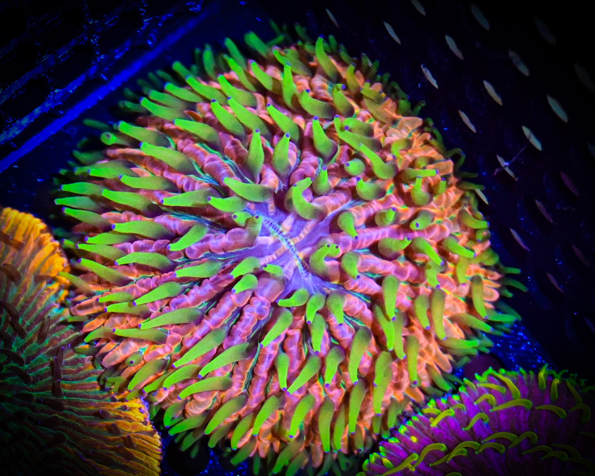 WYSIWYG *RARE* XL Insane Rainbow Fungia