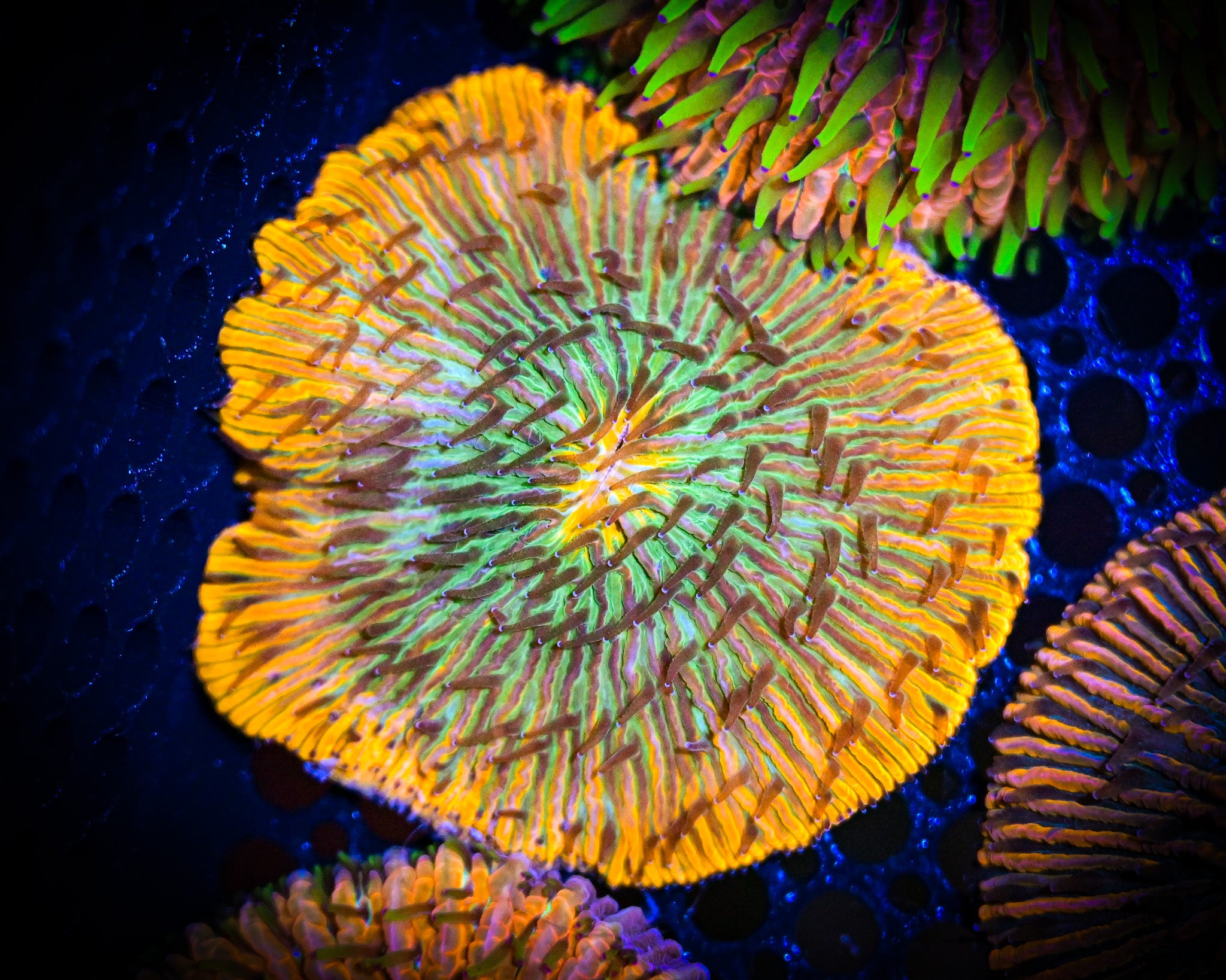 WYSIWYG Nuclear Fusion Fungia