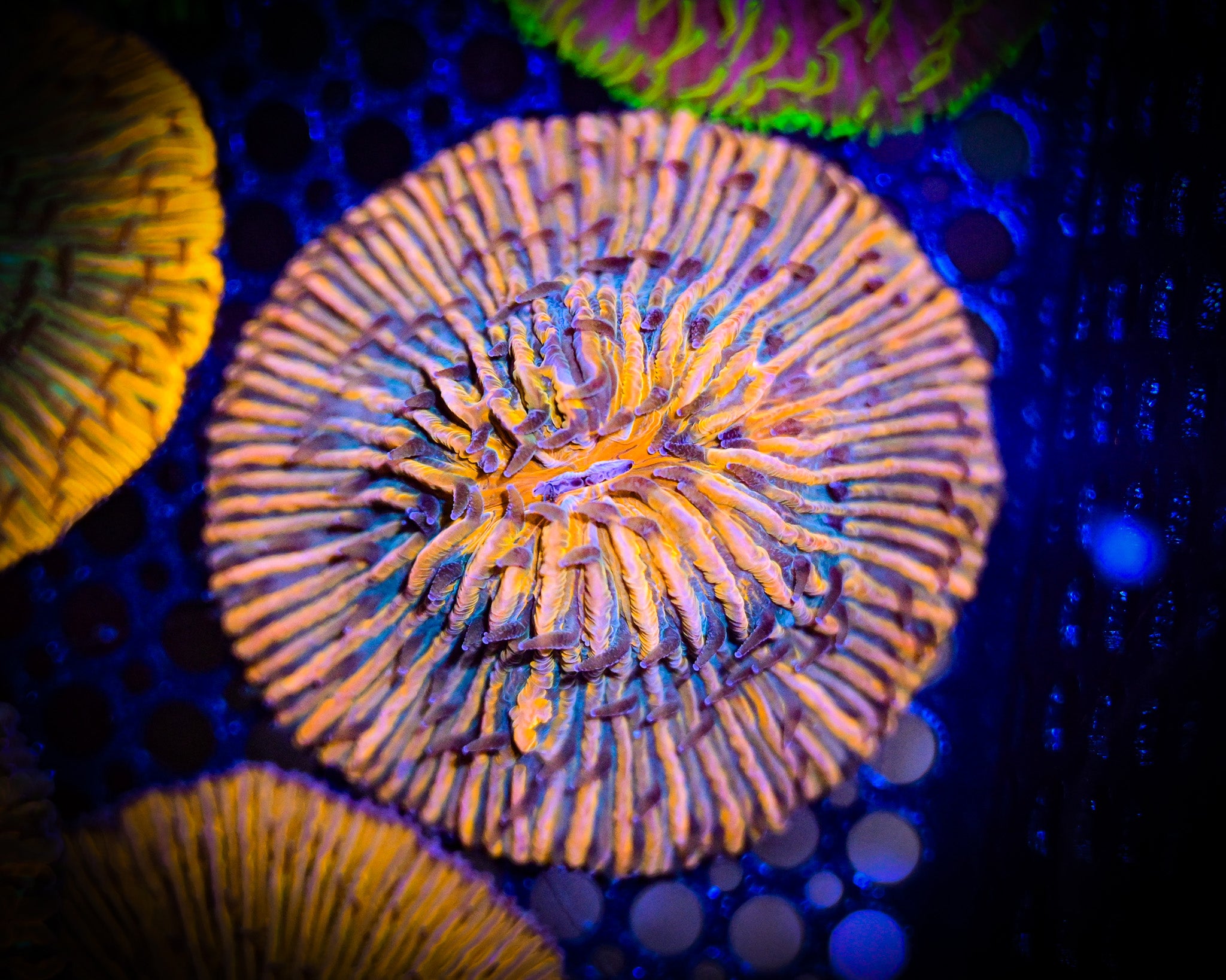 WYSIWYG Tahitian Helmet Plate Coral