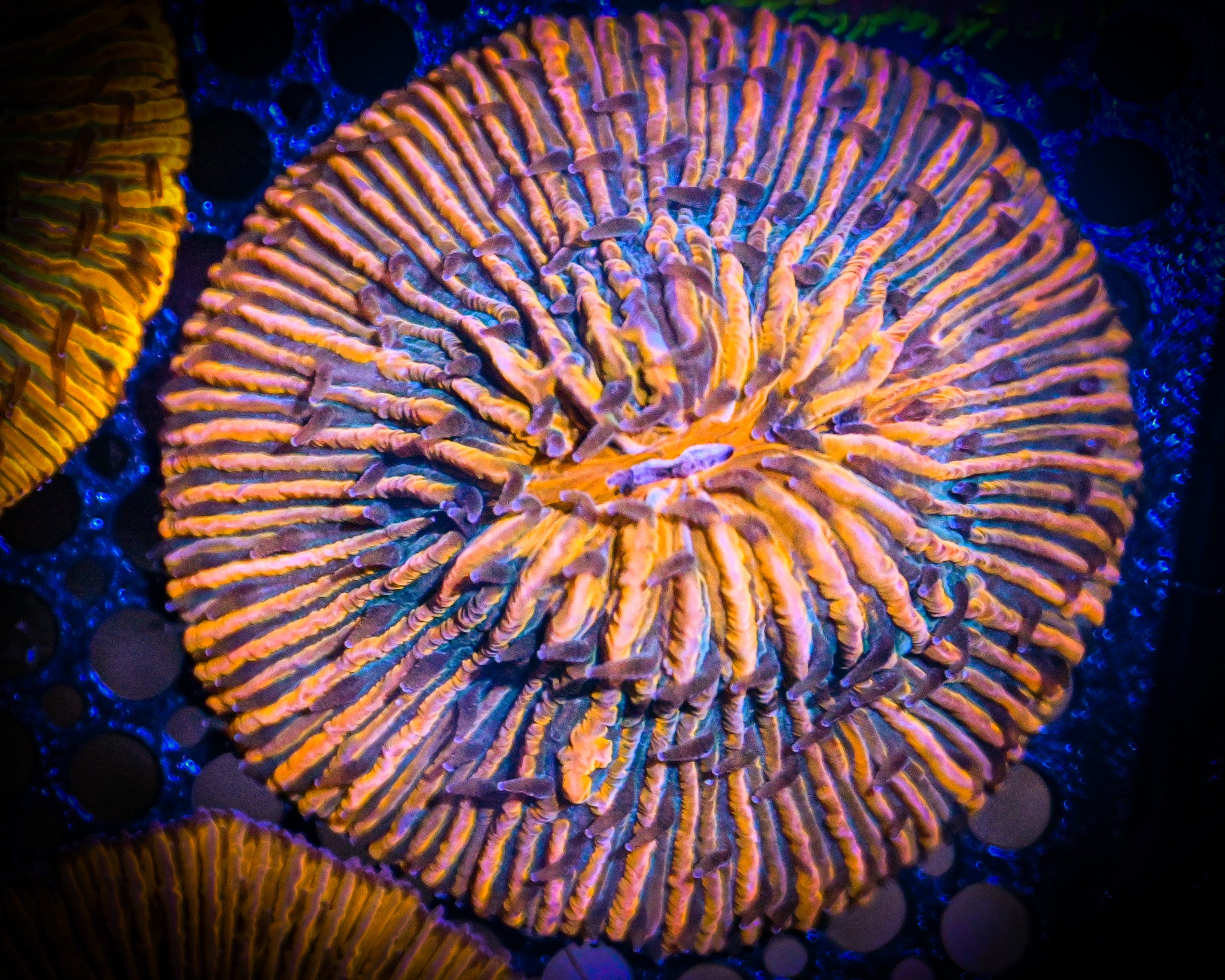 WYSIWYG Tahitian Helmet Plate Coral