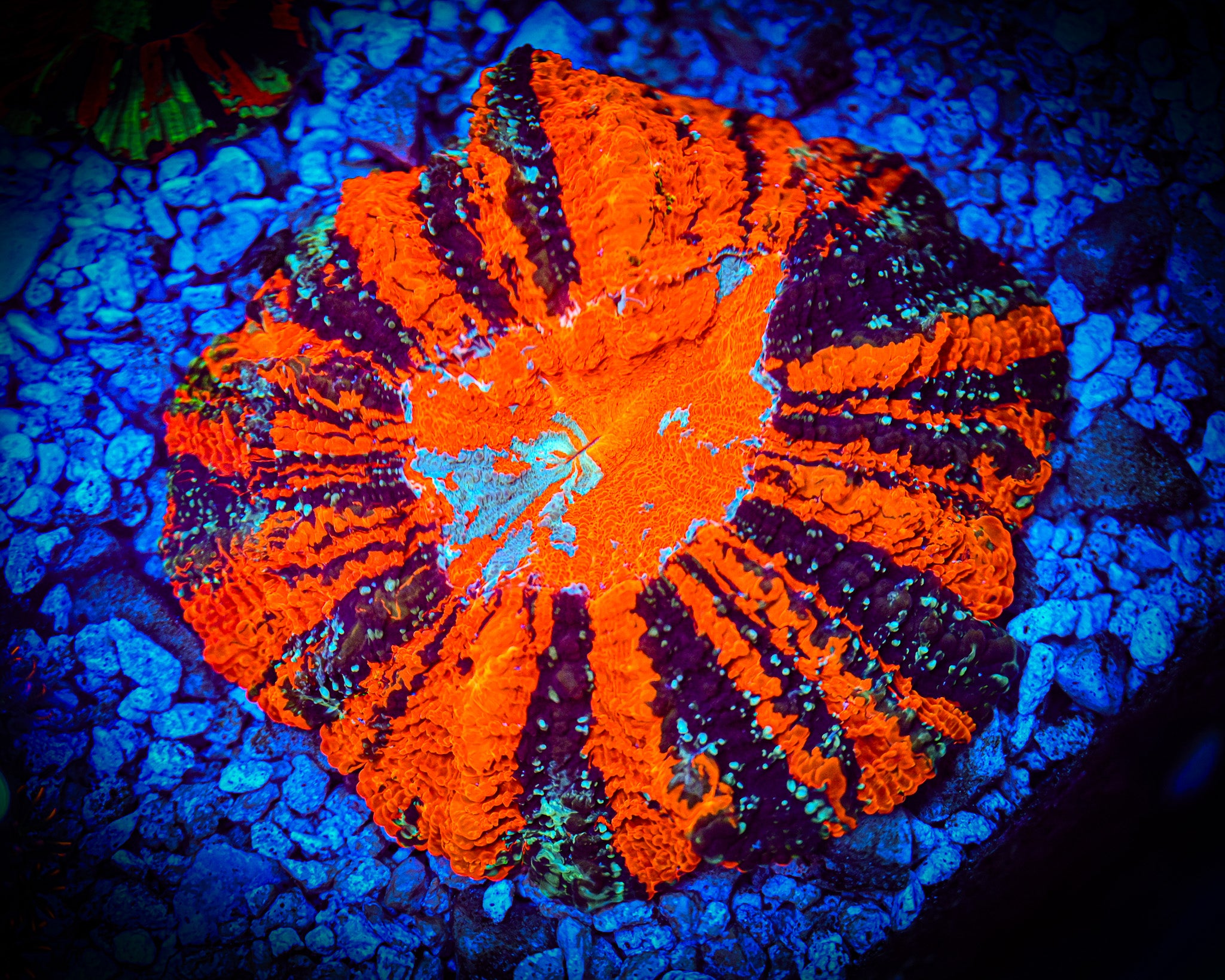 XL *RARE* *UNIQUE* Ultra Acantho