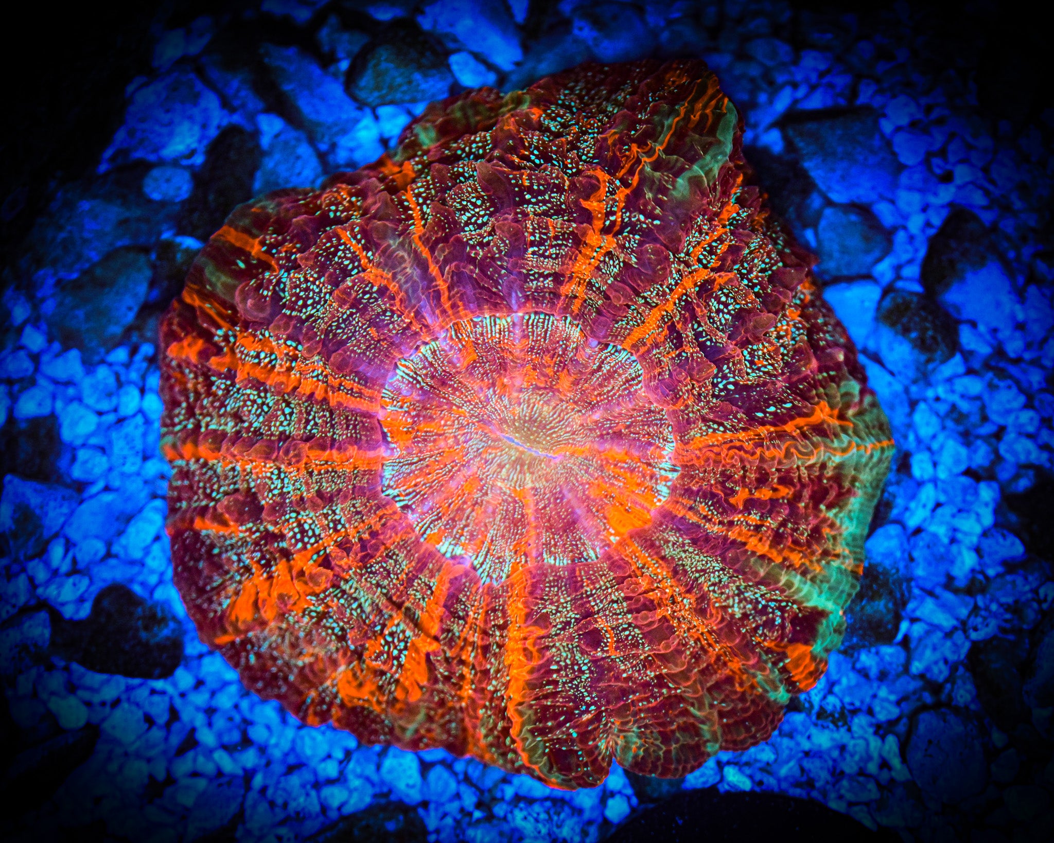 XL *RARE* *UNIQUE* Master Acantho