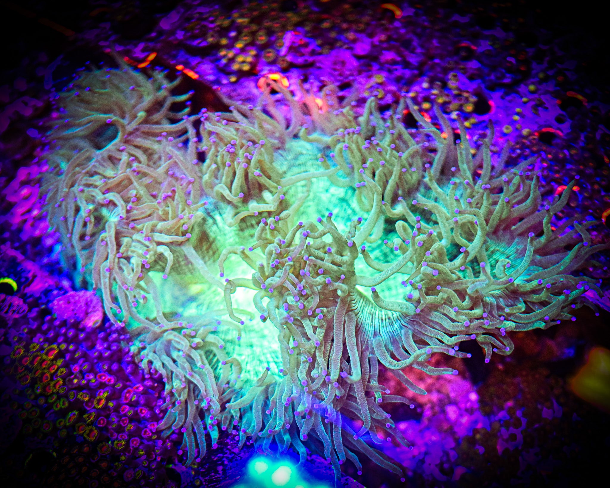 WYSIWYG XXL *SHOW* Elegance Coral
