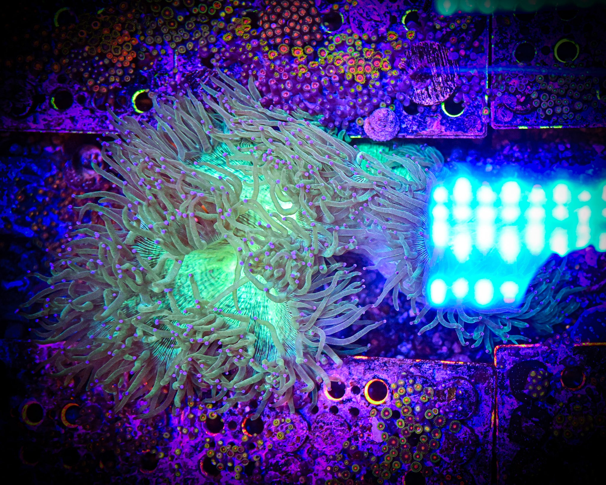 WYSIWYG XXL *SHOW* Elegance Coral