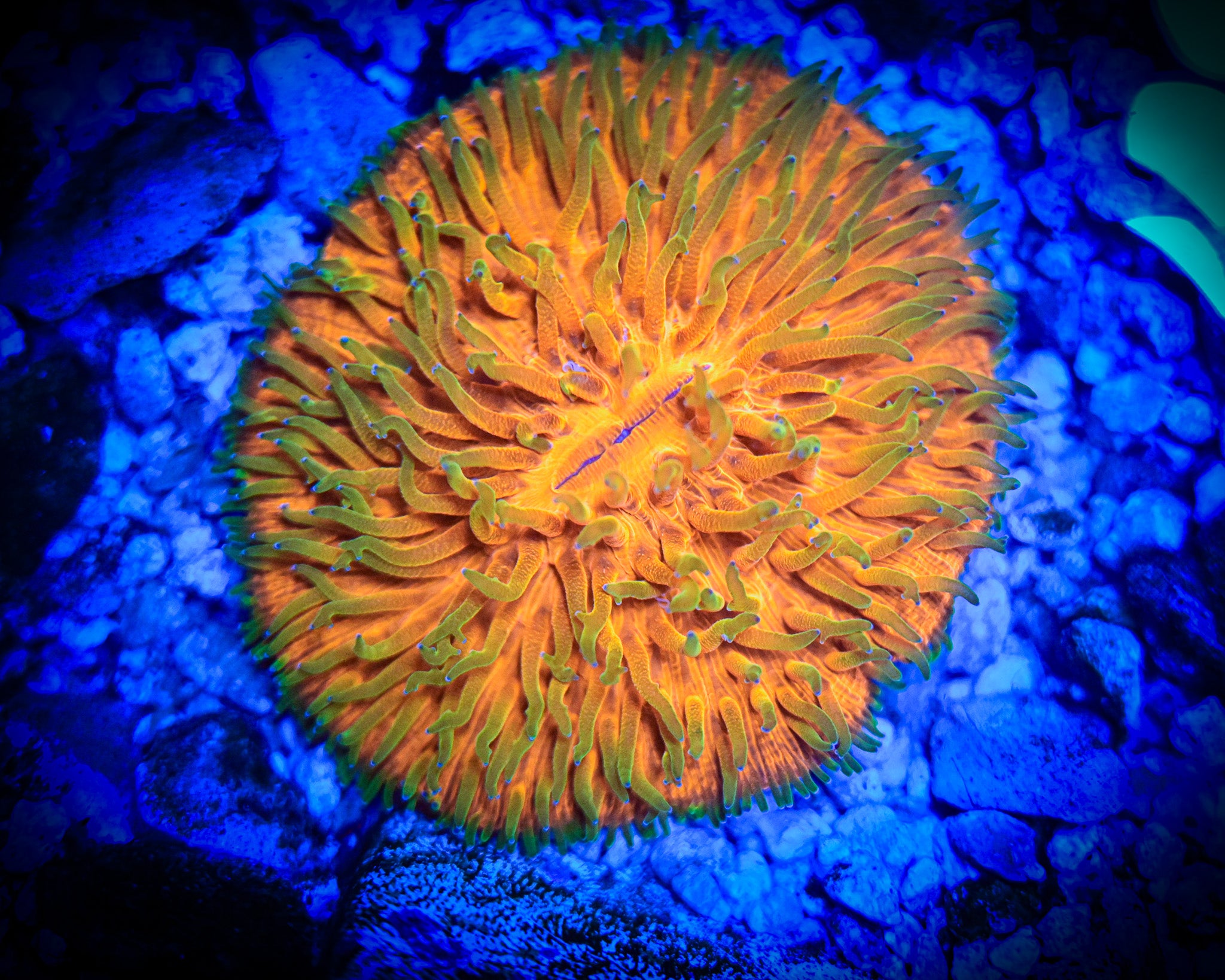 WYSIWYG Rising Tiger Plate XL